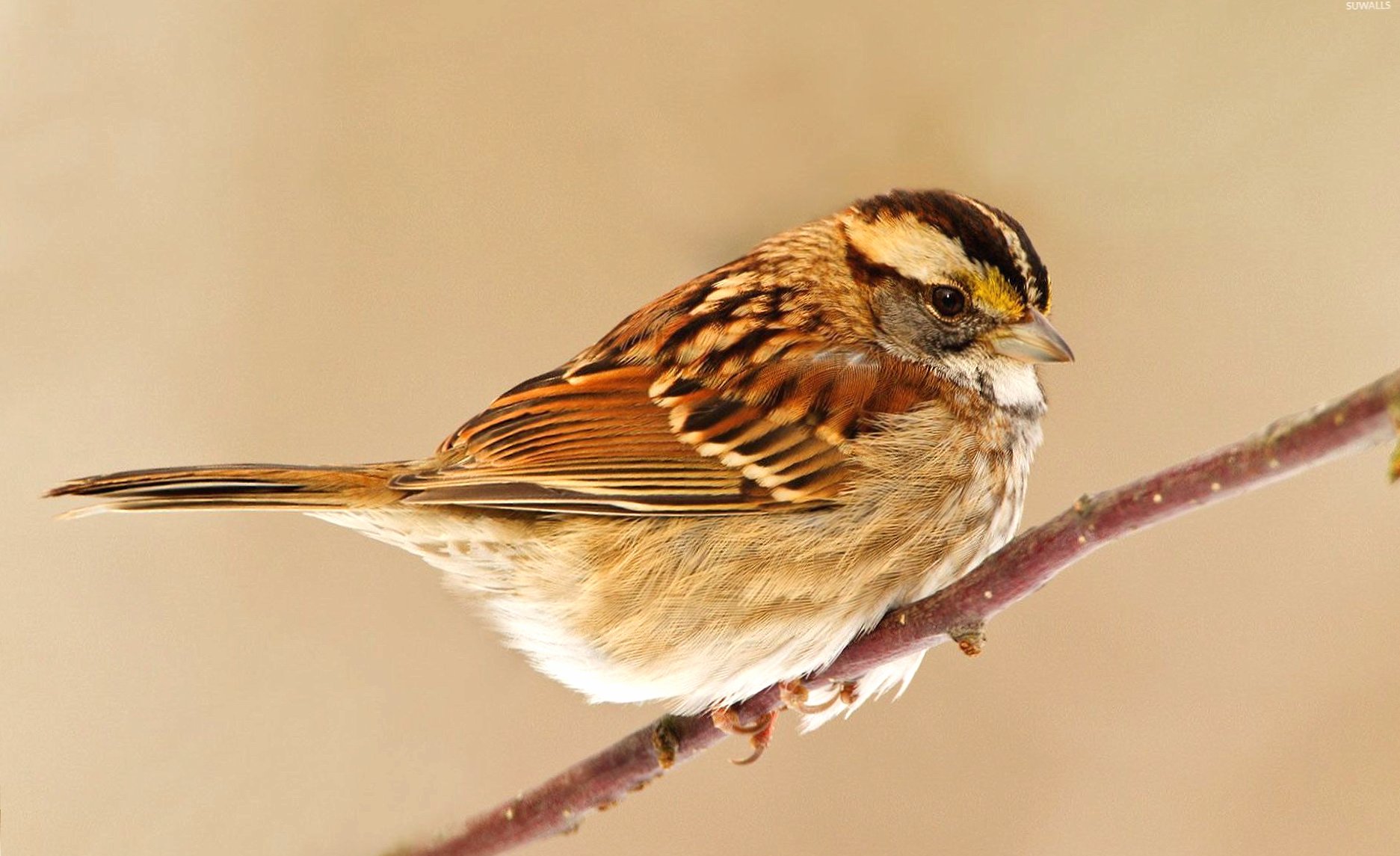 Small sparrow on the branch wallpapers HD quality