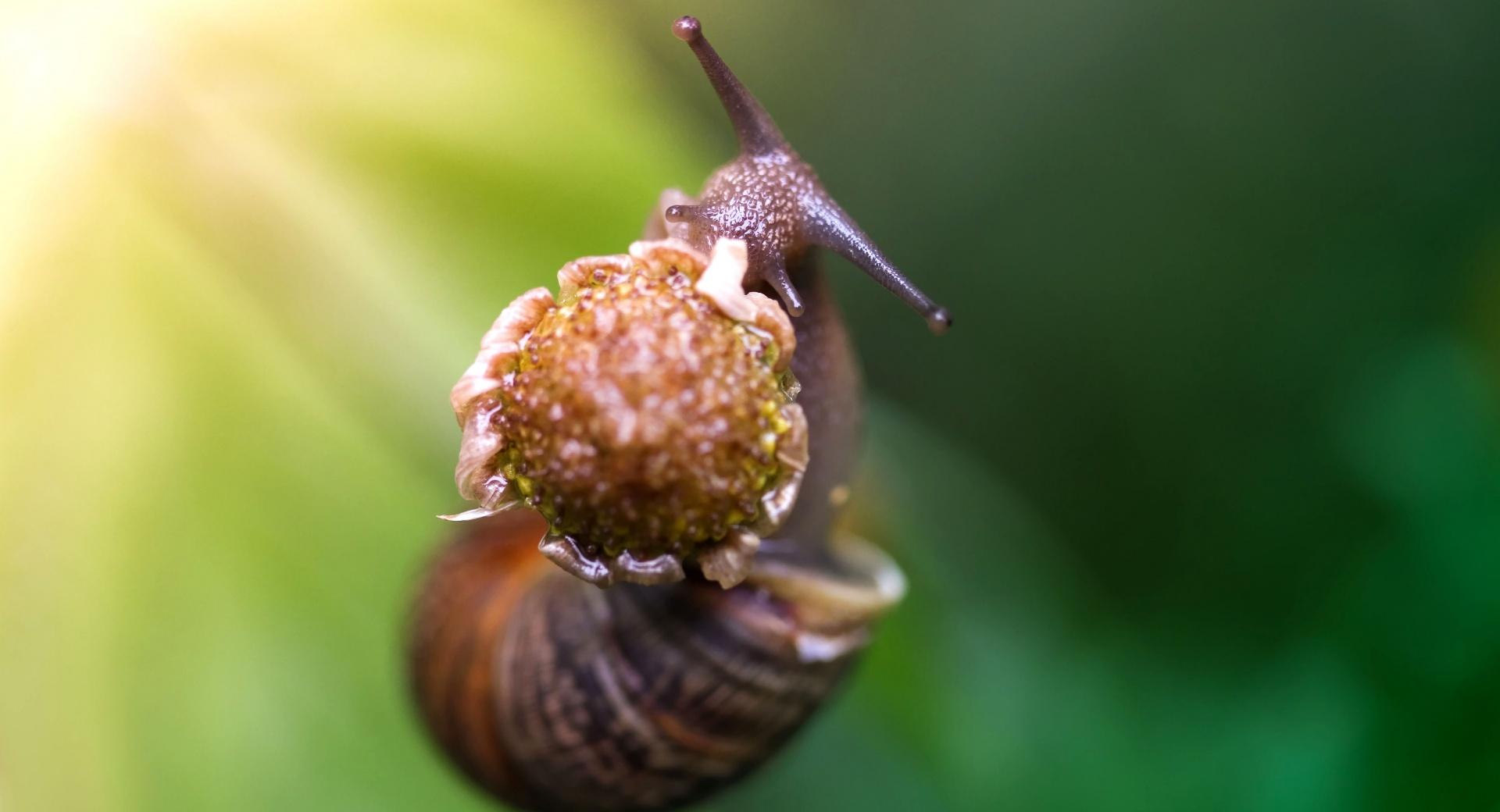 Snail Eating A Flower at 1334 x 750 iPhone 7 size wallpapers HD quality