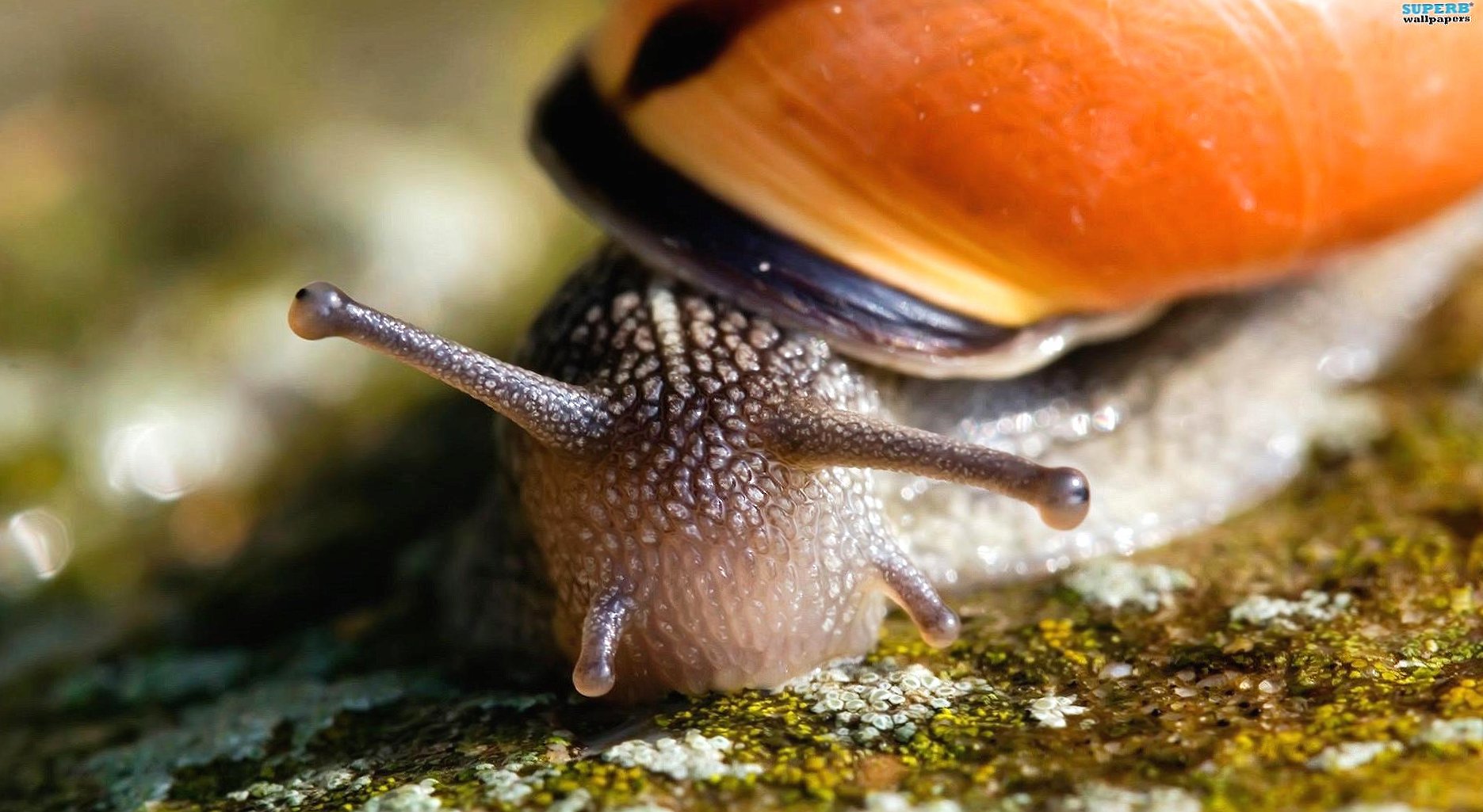 Snail Macro at 640 x 1136 iPhone 5 size wallpapers HD quality