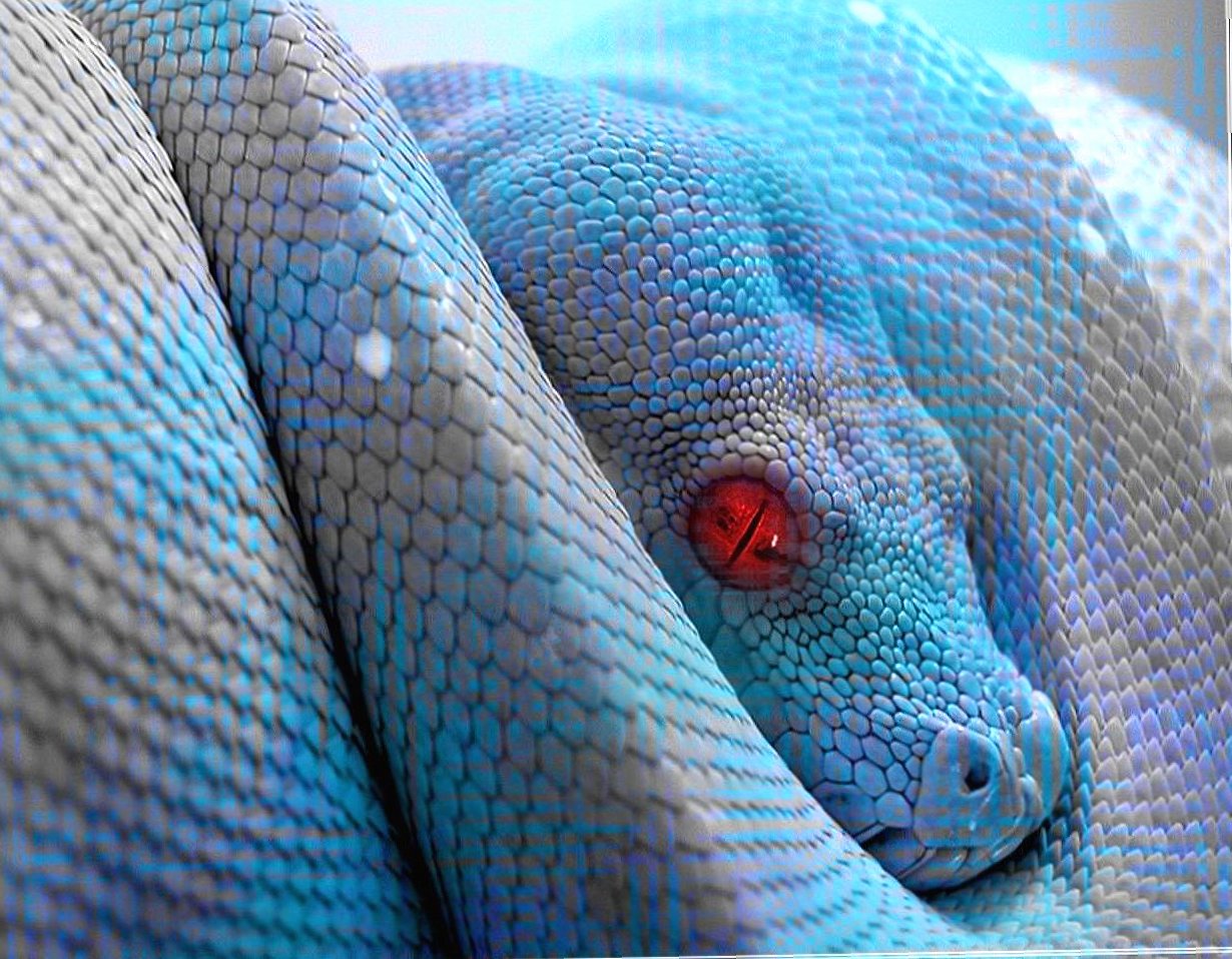 Snake blue at 1600 x 1200 size wallpapers HD quality