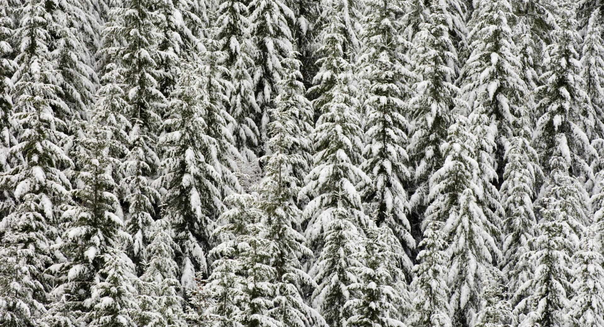 Snow Covered Evergreen Trees at 1024 x 1024 iPad size wallpapers HD quality