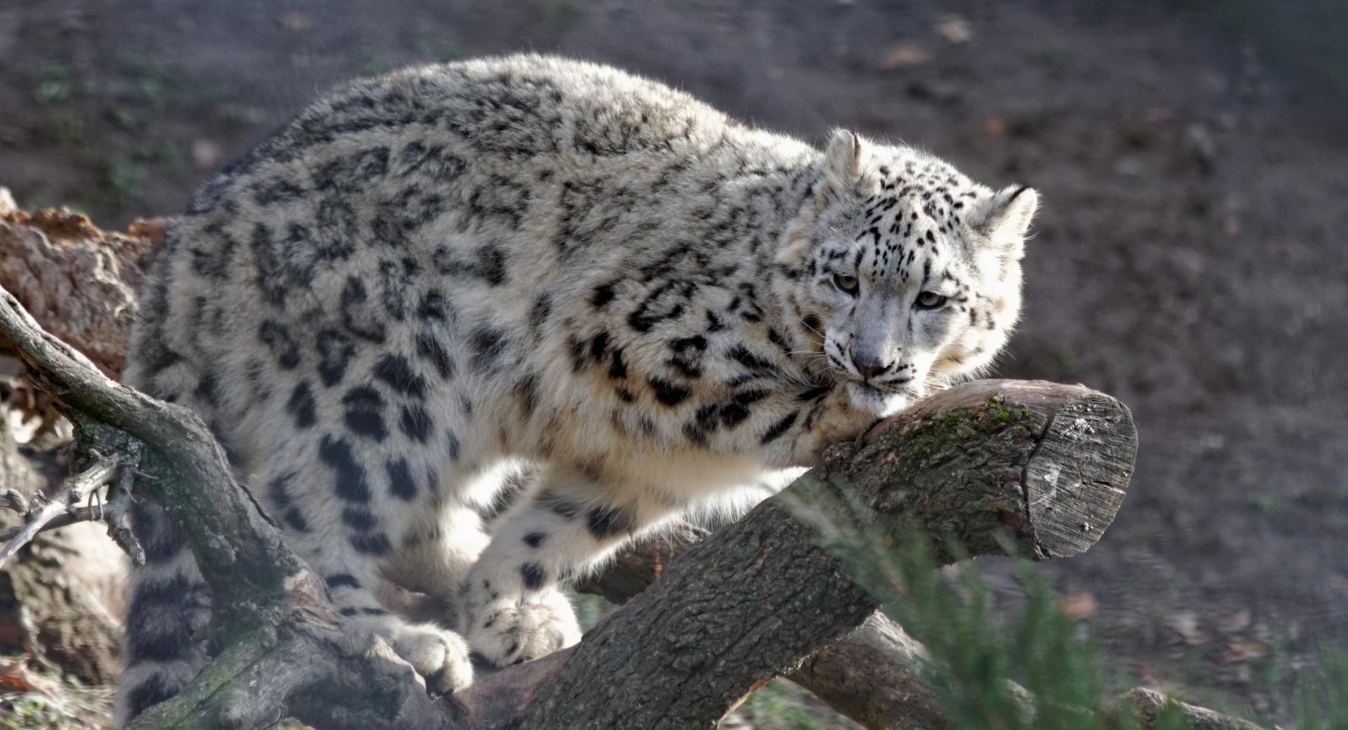 Snow Leopard, Hellbrunn Salzburg at 640 x 1136 iPhone 5 size wallpapers HD quality