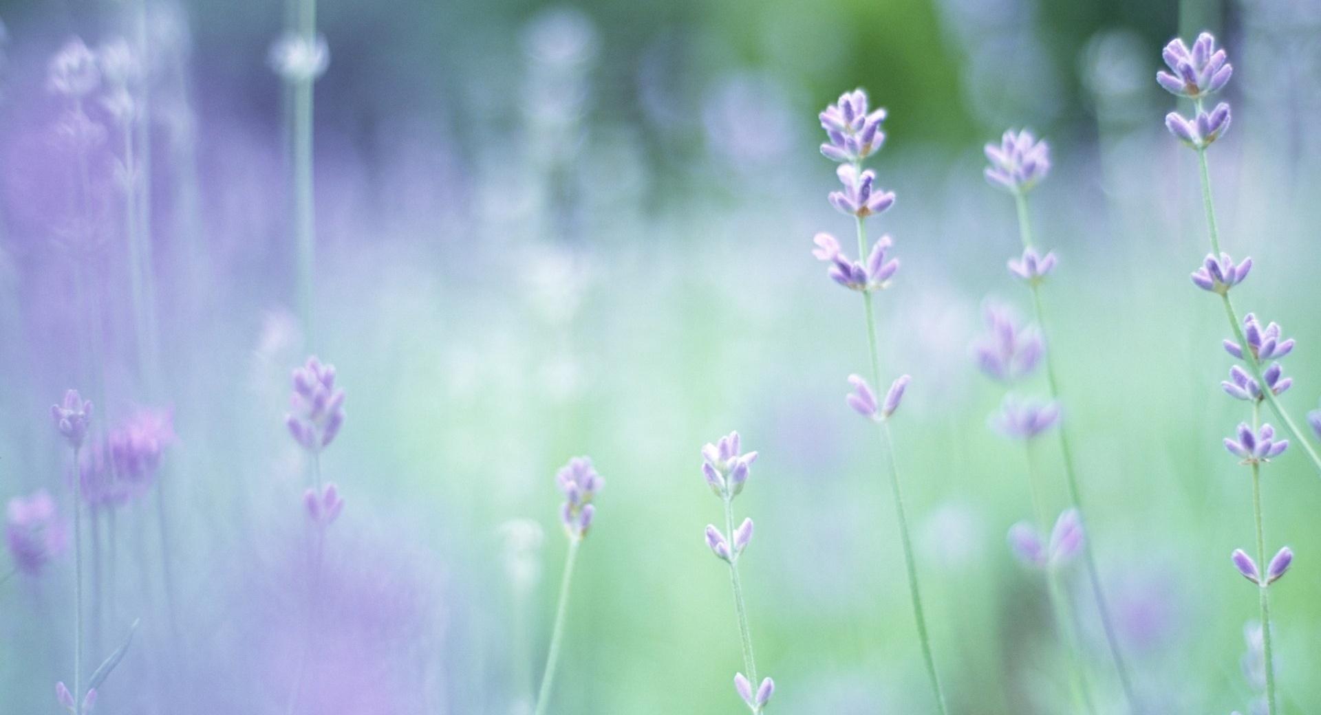 Soft Focus Small Purple Flowers at 640 x 1136 iPhone 5 size wallpapers HD quality