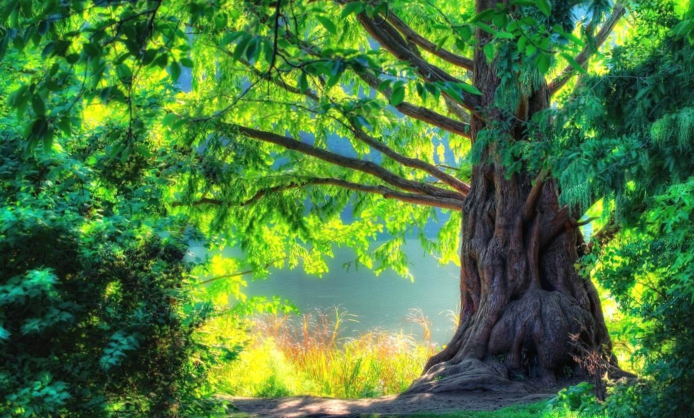 Spectacular tree at 750 x 1334 iPhone 6 size wallpapers HD quality