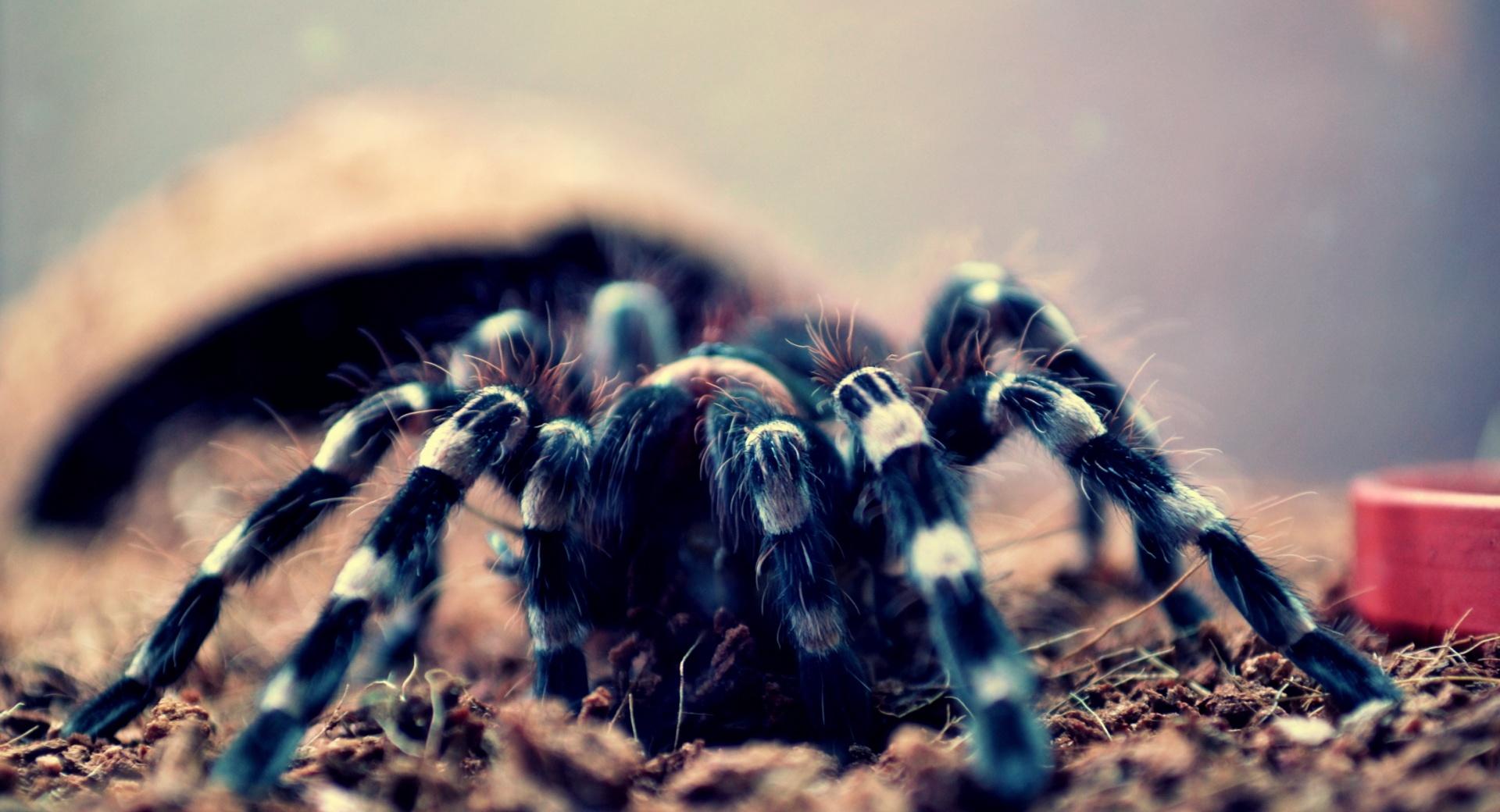 Spider Geniculata at 1024 x 1024 iPad size wallpapers HD quality