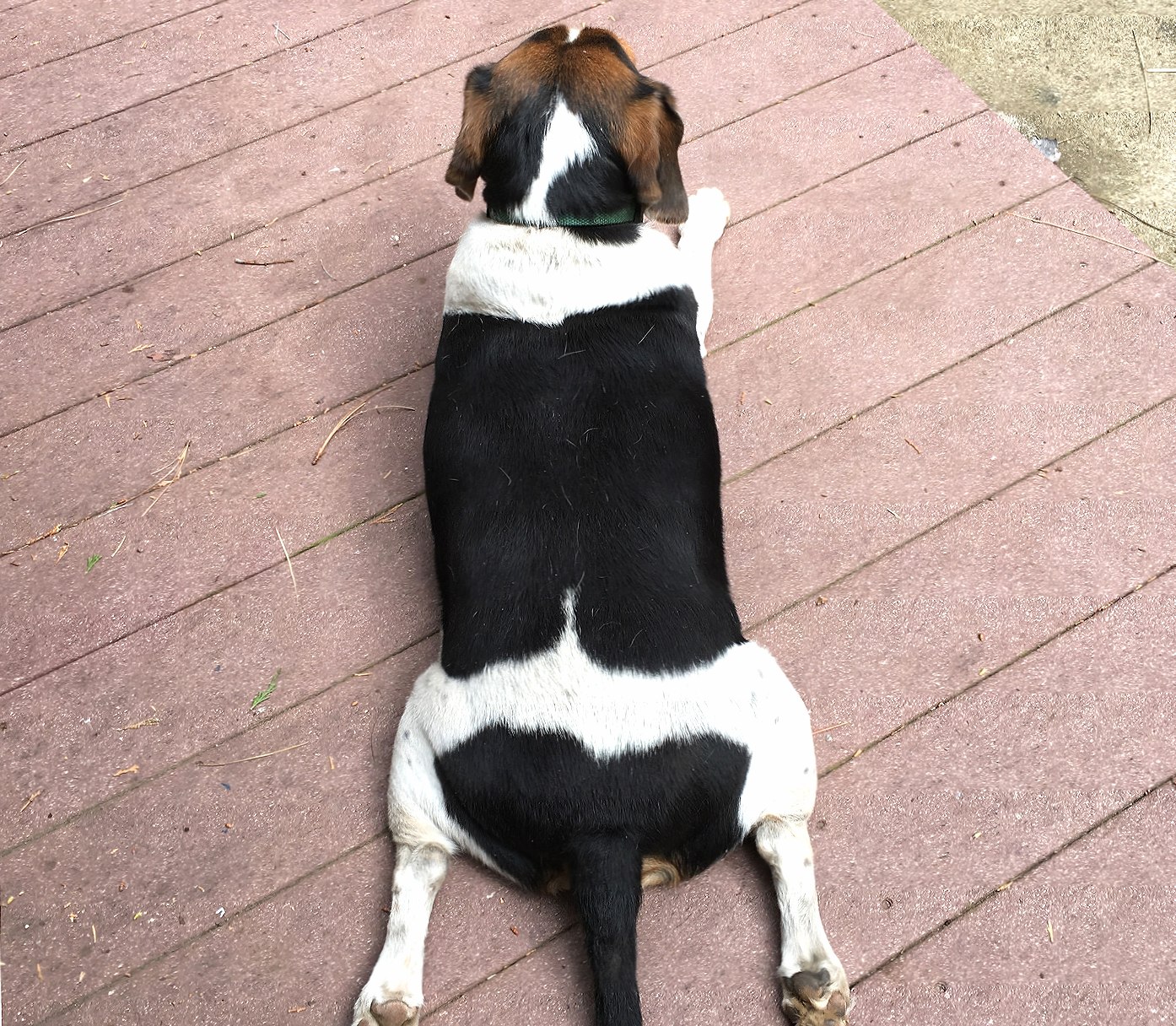 Sploot at 1600 x 1200 size wallpapers HD quality