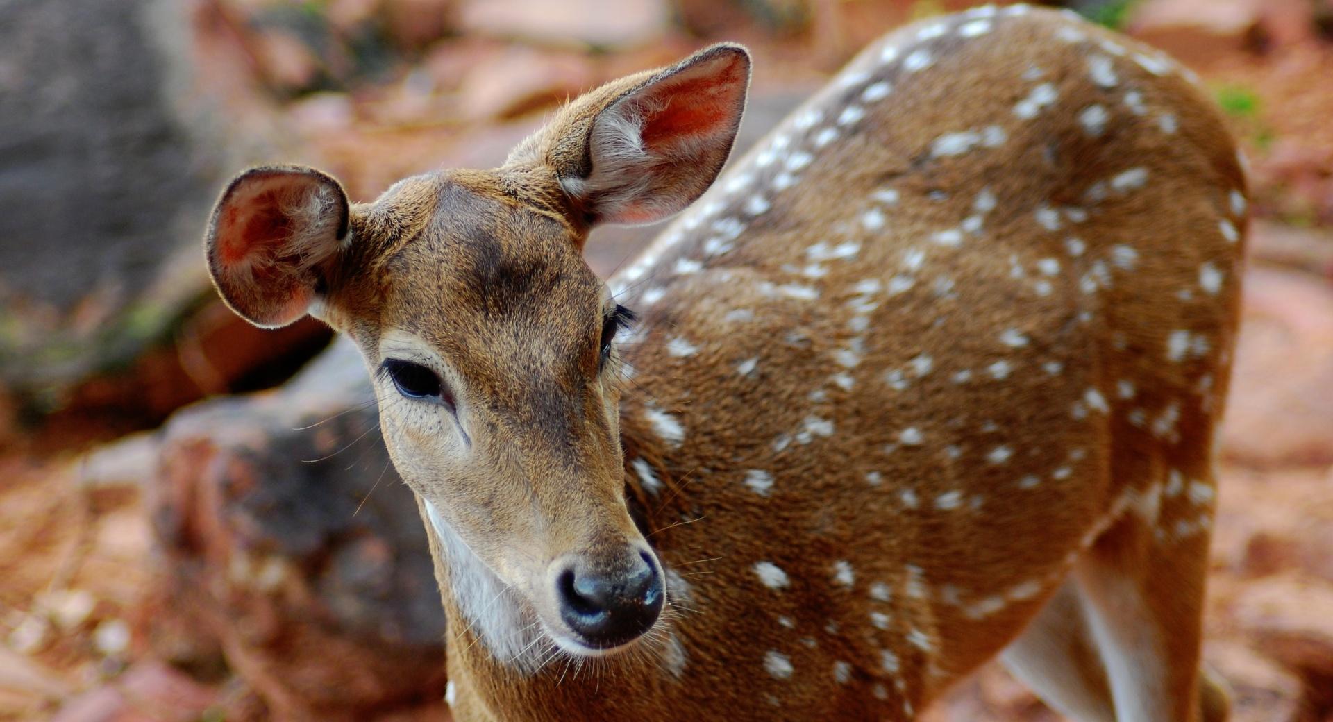 Spotted Deer at 320 x 480 iPhone size wallpapers HD quality