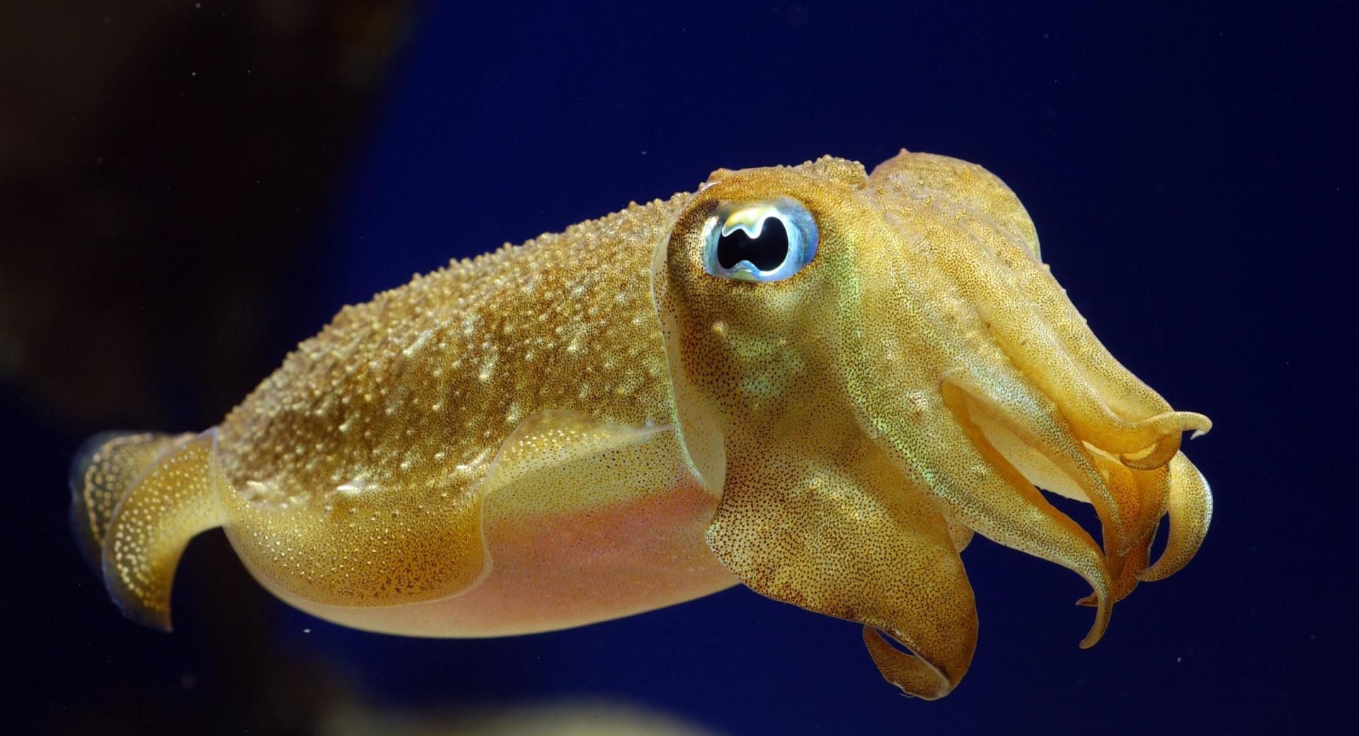 Squid Underwater at 1152 x 864 size wallpapers HD quality