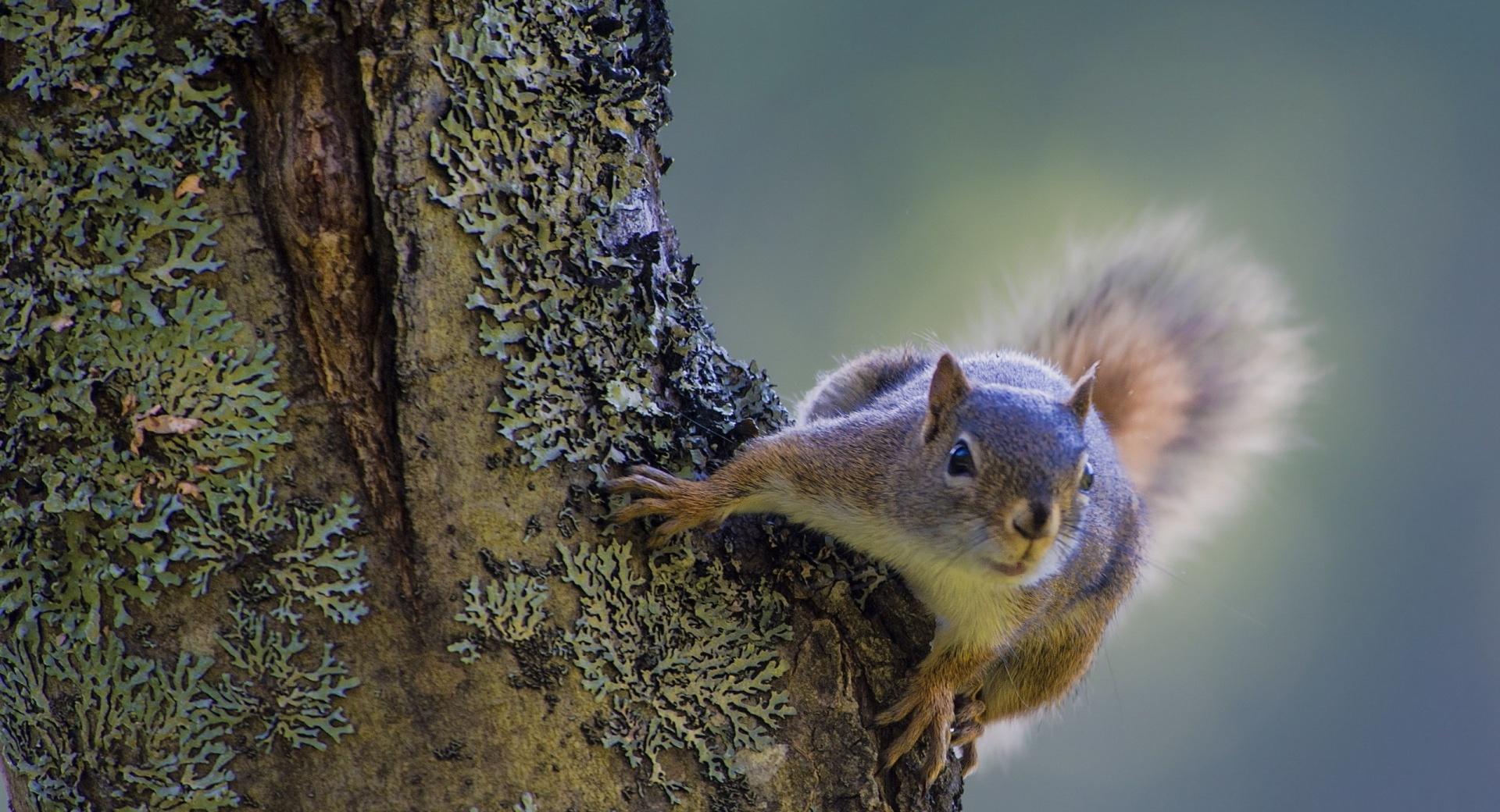 Squirrel On The Tree at 640 x 1136 iPhone 5 size wallpapers HD quality