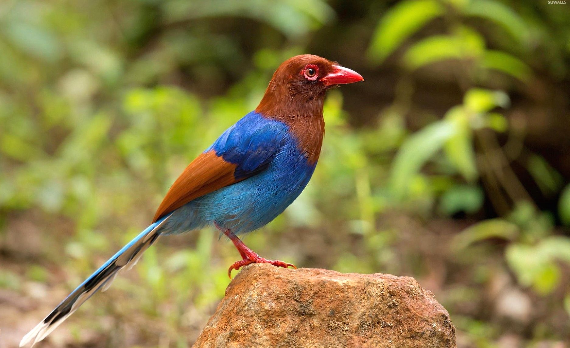 Sri Lanka blue magpie on a rock at 640 x 1136 iPhone 5 size wallpapers HD quality