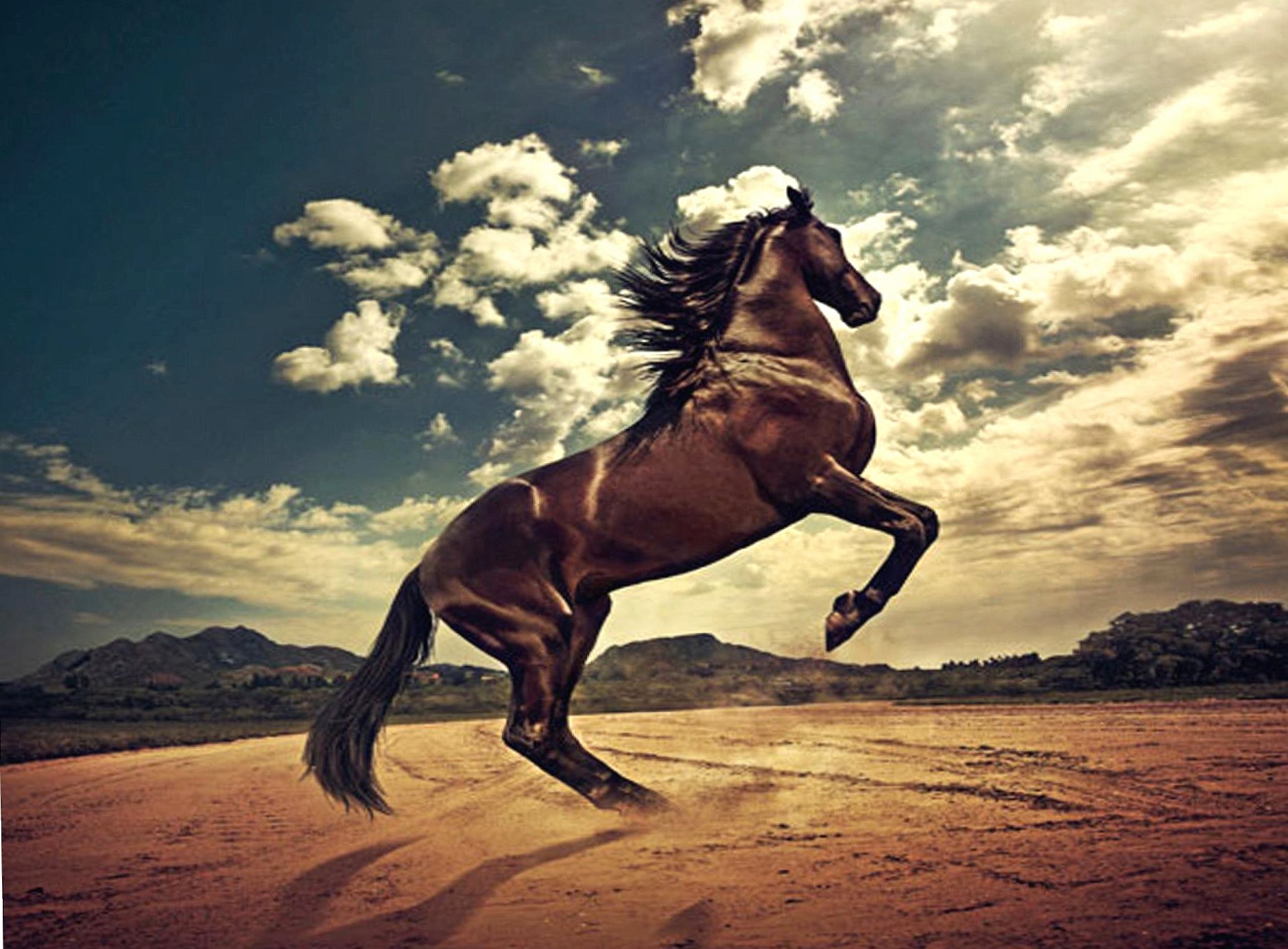 Stallion horse at 1600 x 1200 size wallpapers HD quality