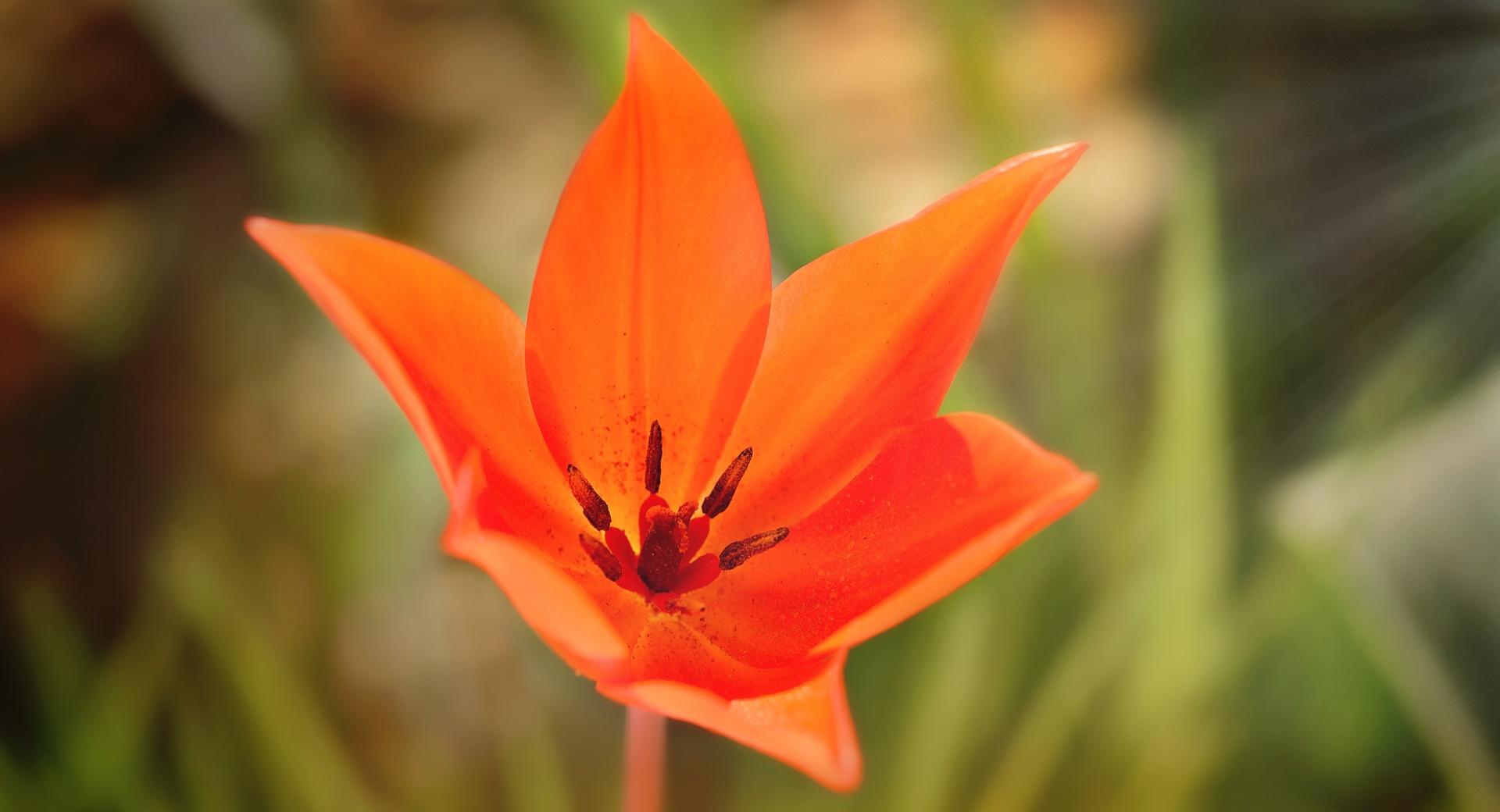 Star Like Tulip at 320 x 480 iPhone size wallpapers HD quality