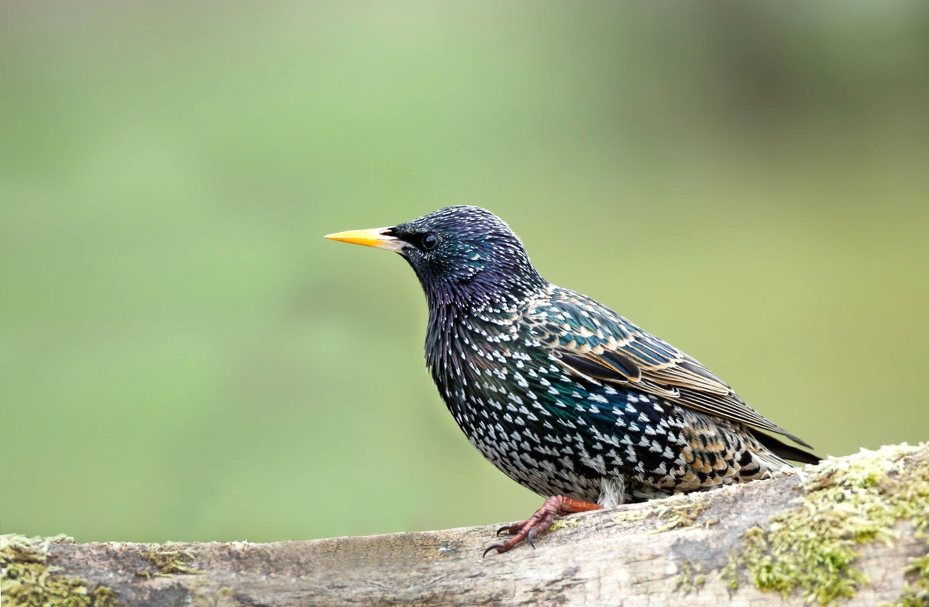 Starling at 1152 x 864 size wallpapers HD quality