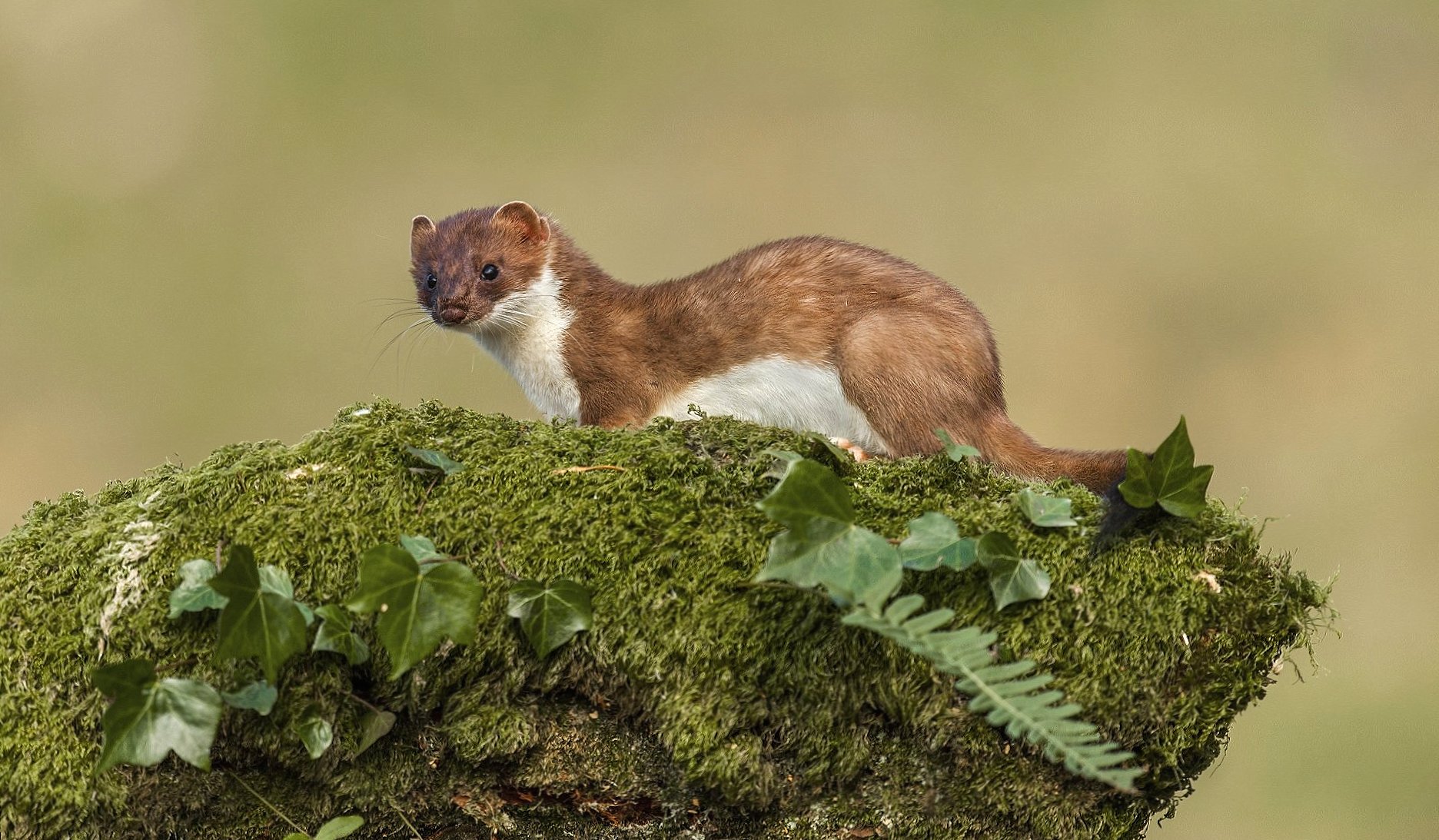 Stoat at 750 x 1334 iPhone 6 size wallpapers HD quality