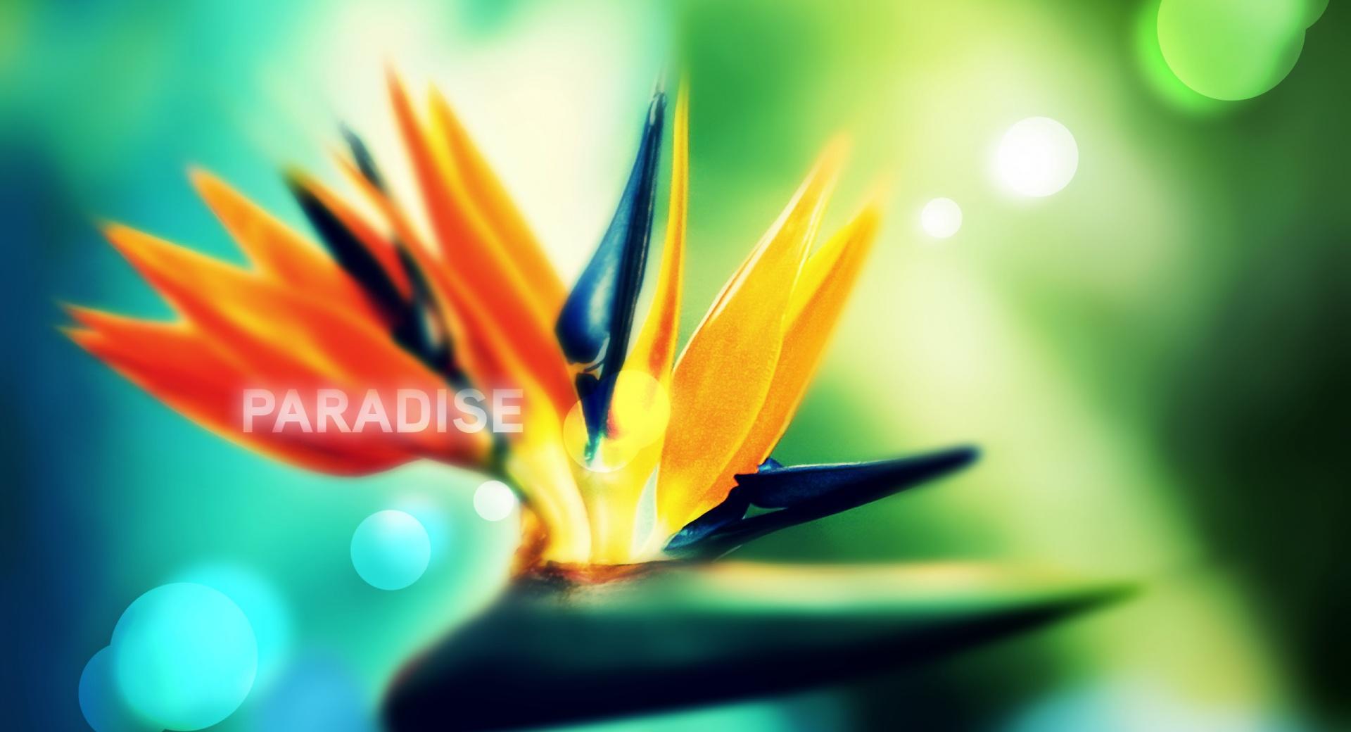 Strelitzia at 640 x 960 iPhone 4 size wallpapers HD quality