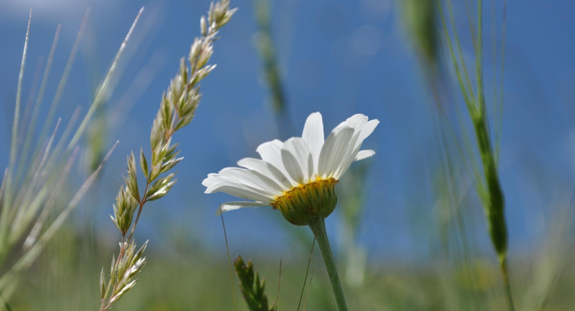 Summer Daisy at 750 x 1334 iPhone 6 size wallpapers HD quality