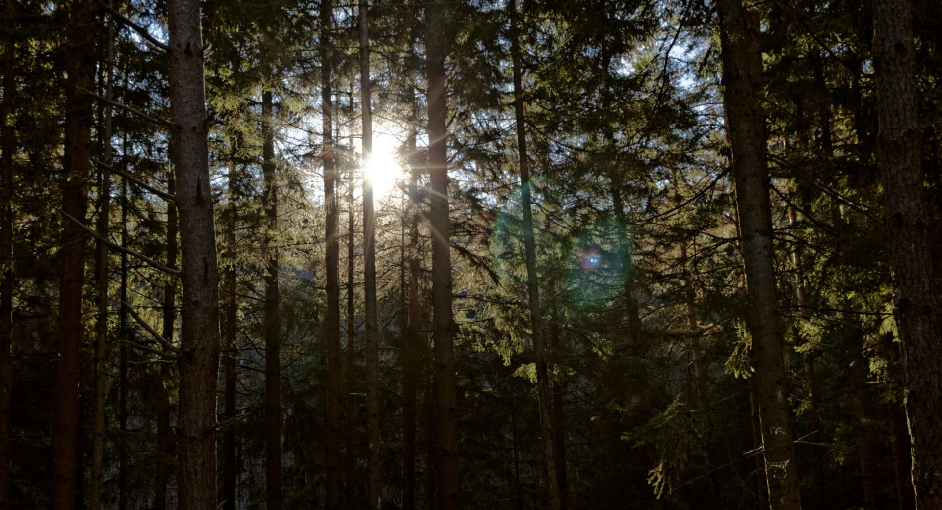 Sun Between Trees at 1152 x 864 size wallpapers HD quality