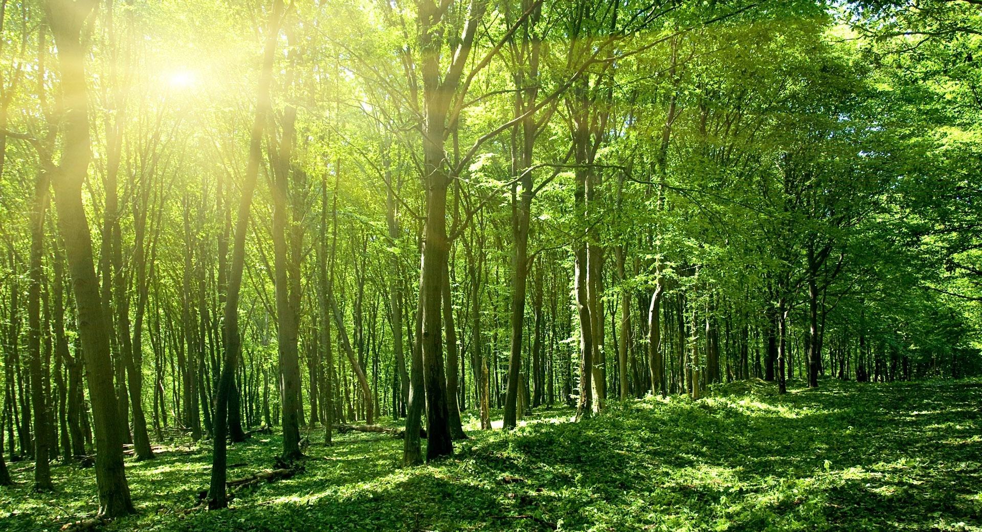 Sun Spring Green Forest wallpapers HD quality