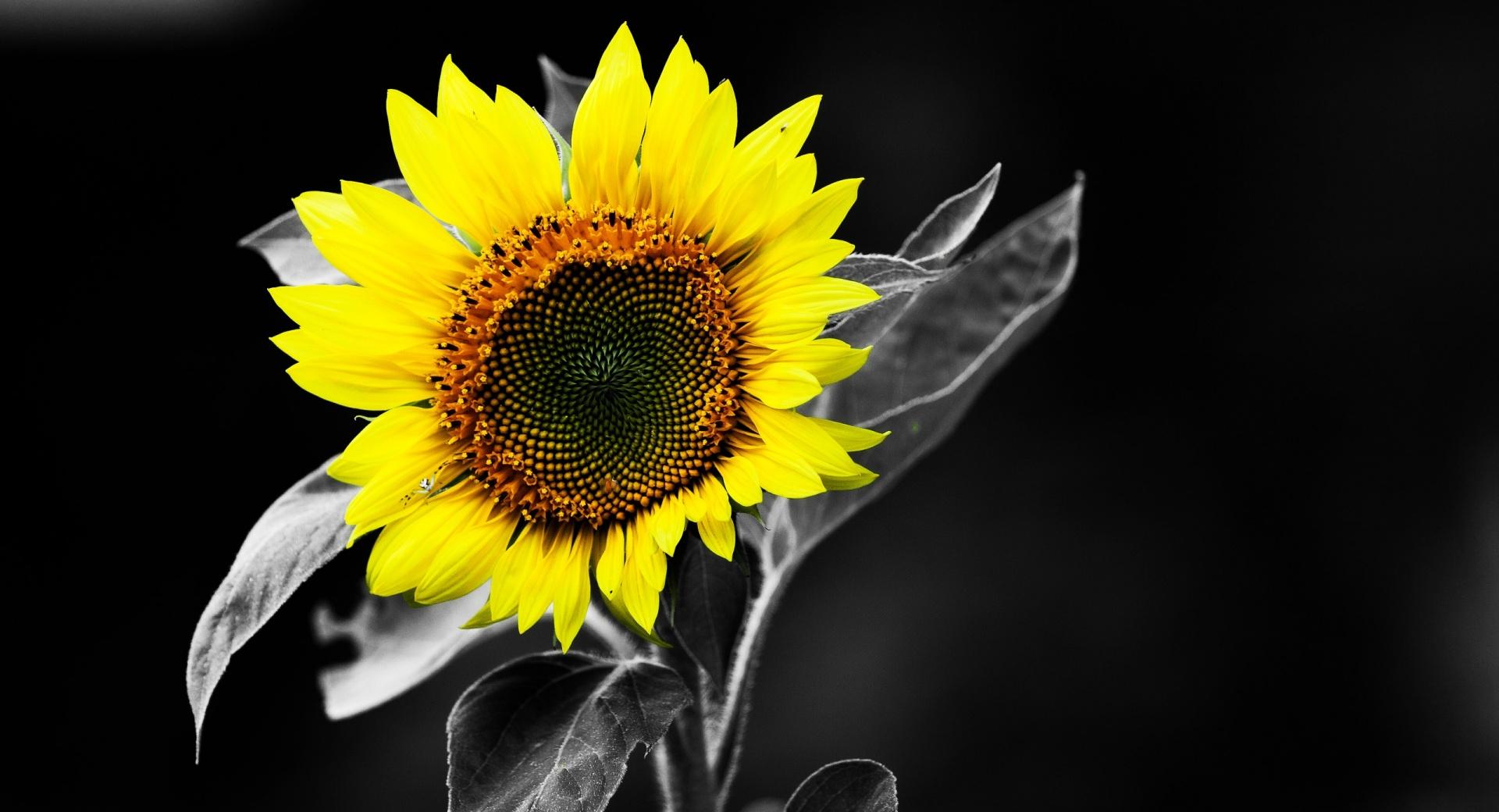 Sunflower Black And White at 1024 x 768 size wallpapers HD quality