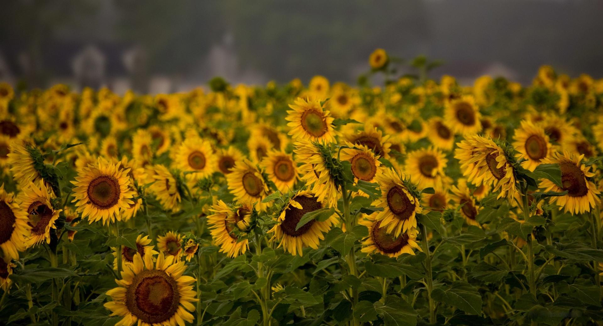 Sunflower Field, Cloudy Summer Day at 1280 x 960 size wallpapers HD quality