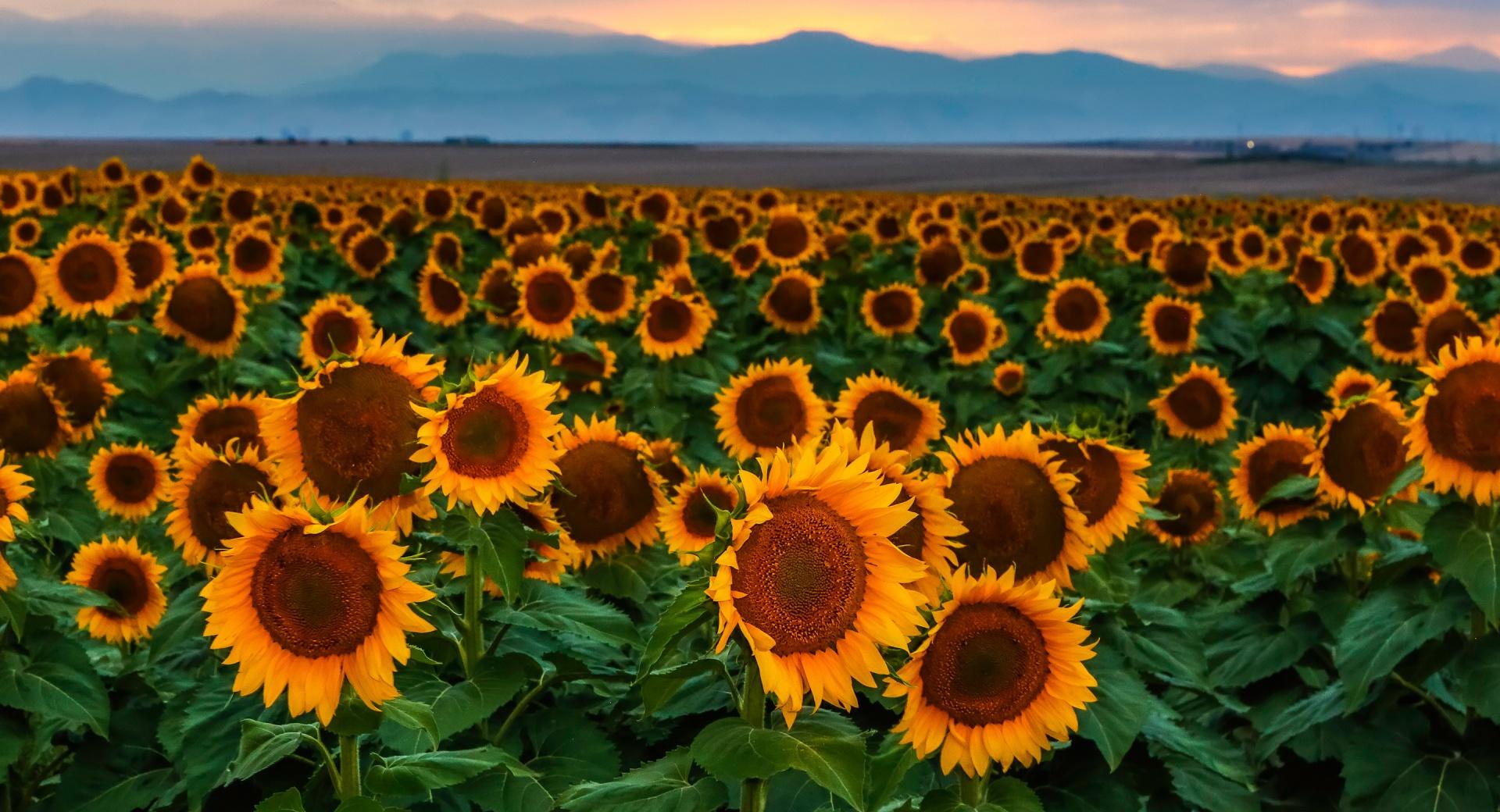 Sunflower Field, Sunset, Colorado at 640 x 1136 iPhone 5 size wallpapers HD quality