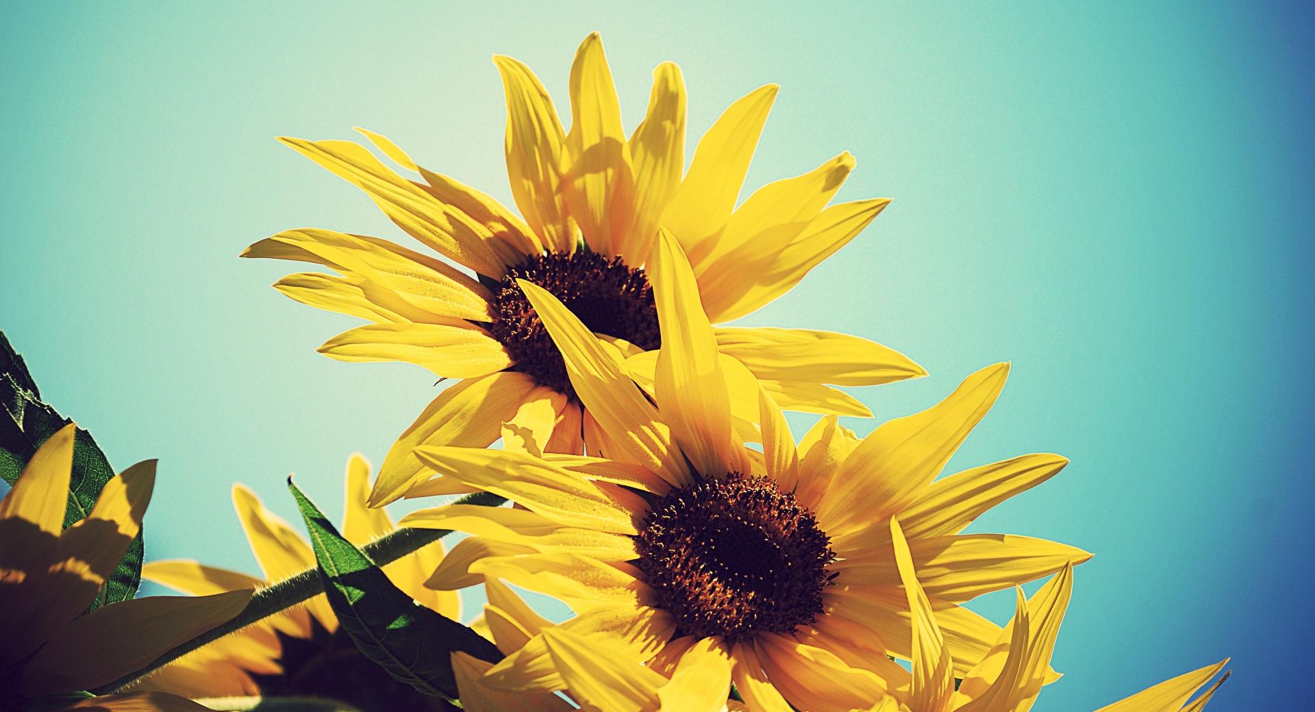 Sunflowers Against Blue Sky at 320 x 480 iPhone size wallpapers HD quality
