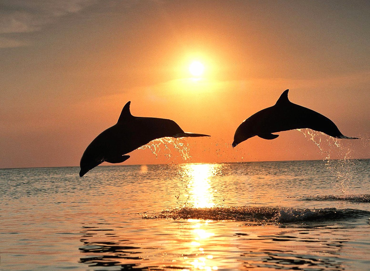 Sunset jumping dolphins at 1280 x 960 size wallpapers HD quality