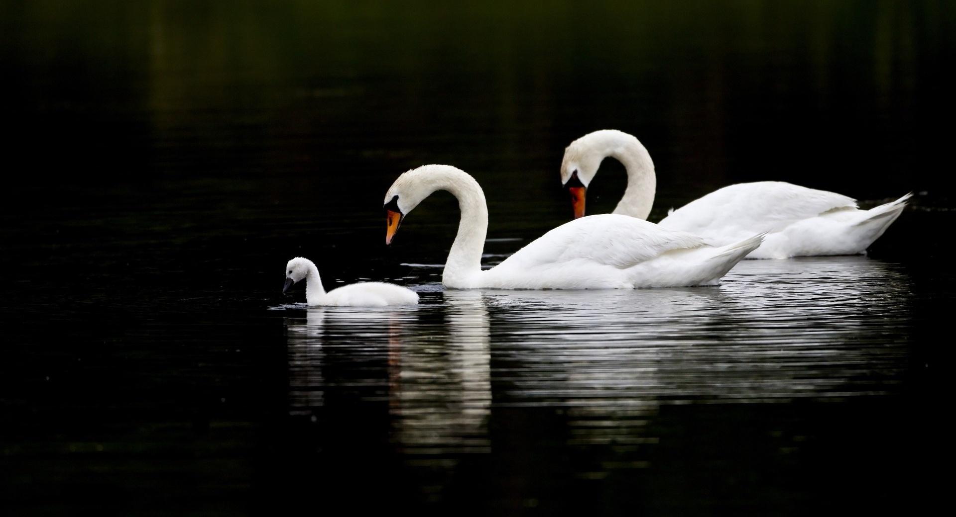 Swan Family at 2048 x 2048 iPad size wallpapers HD quality
