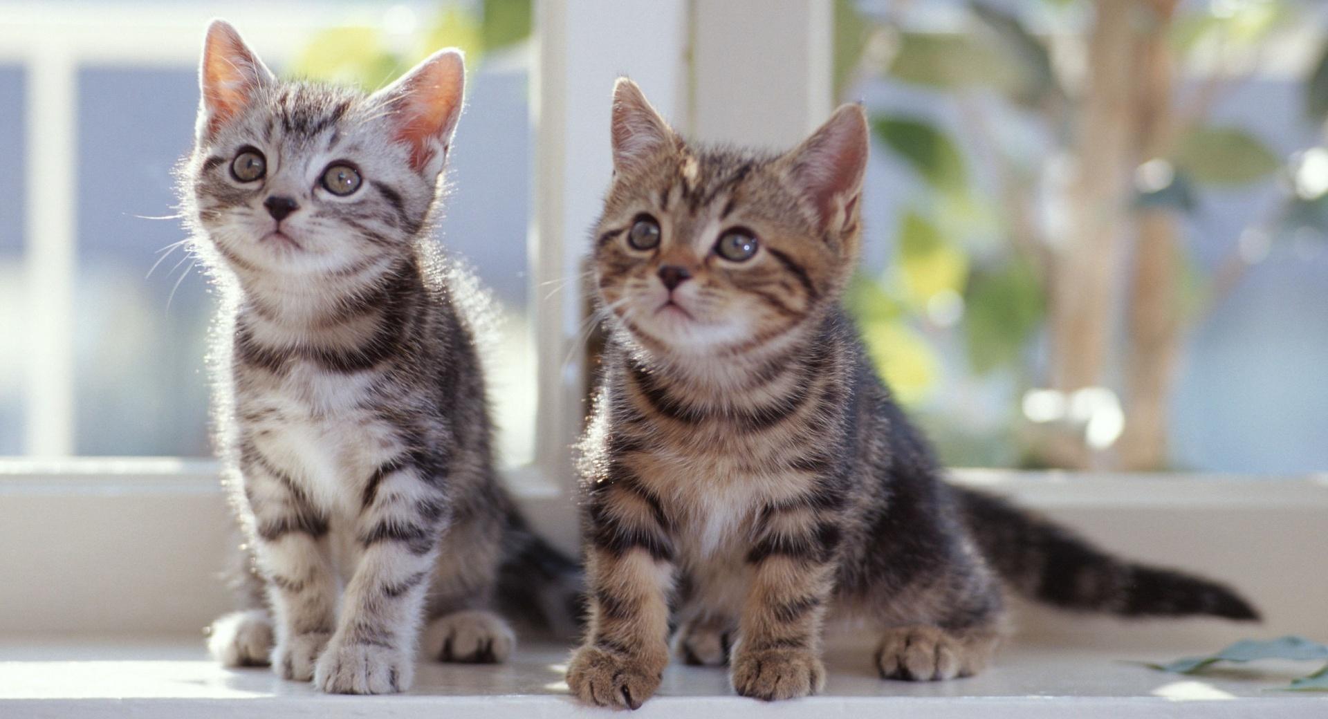 Tabby Kittens at 750 x 1334 iPhone 6 size wallpapers HD quality