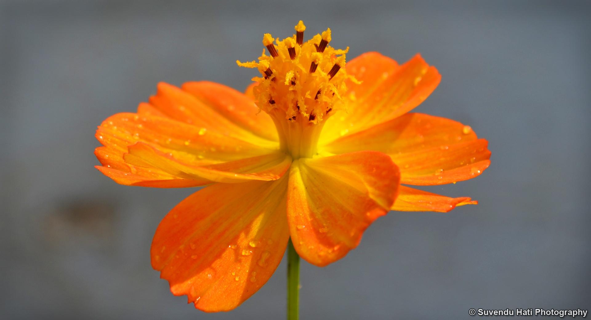 Tagetes Lucida - Mexican Marigold at 1152 x 864 size wallpapers HD quality
