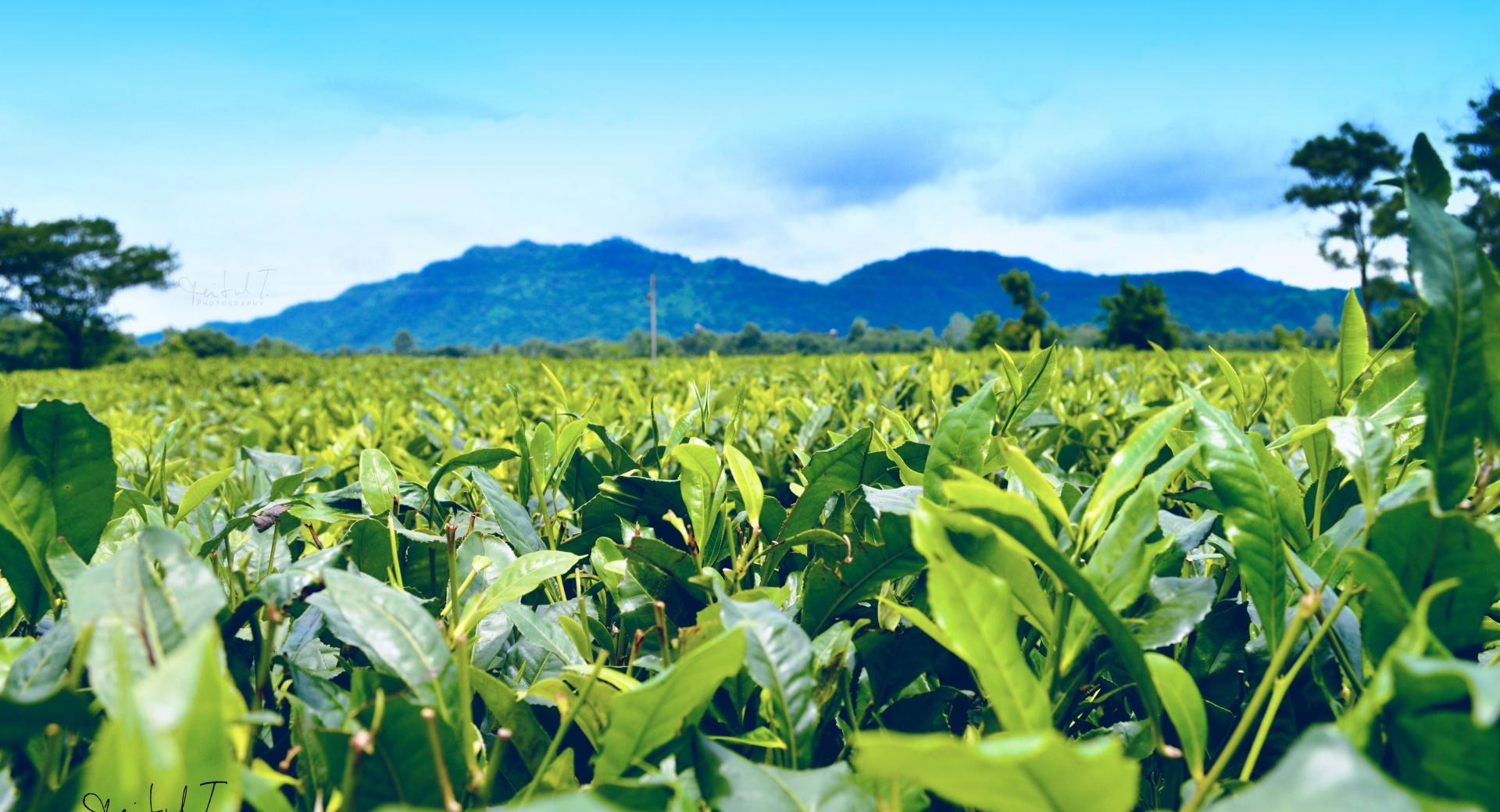 Tea Estate and Mountain at 640 x 1136 iPhone 5 size wallpapers HD quality