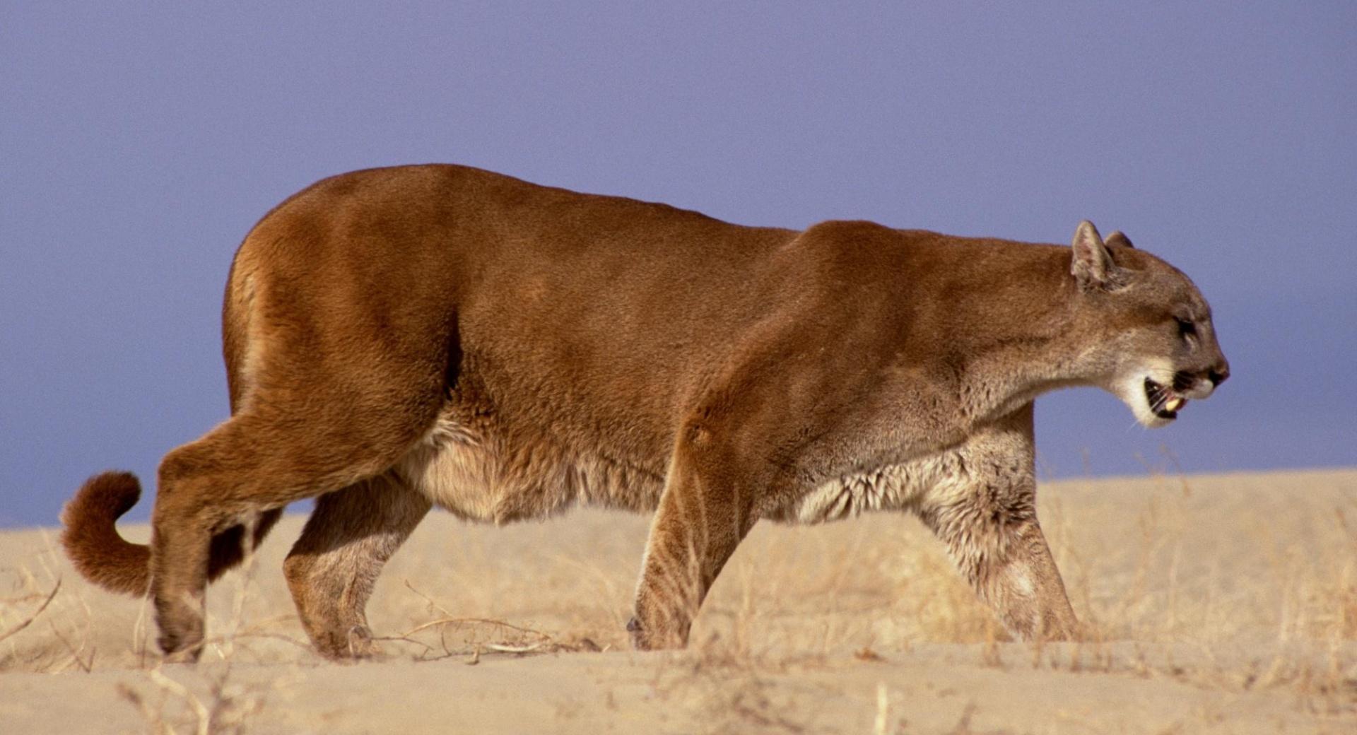 The Hunter Mountain Lion wallpapers HD quality