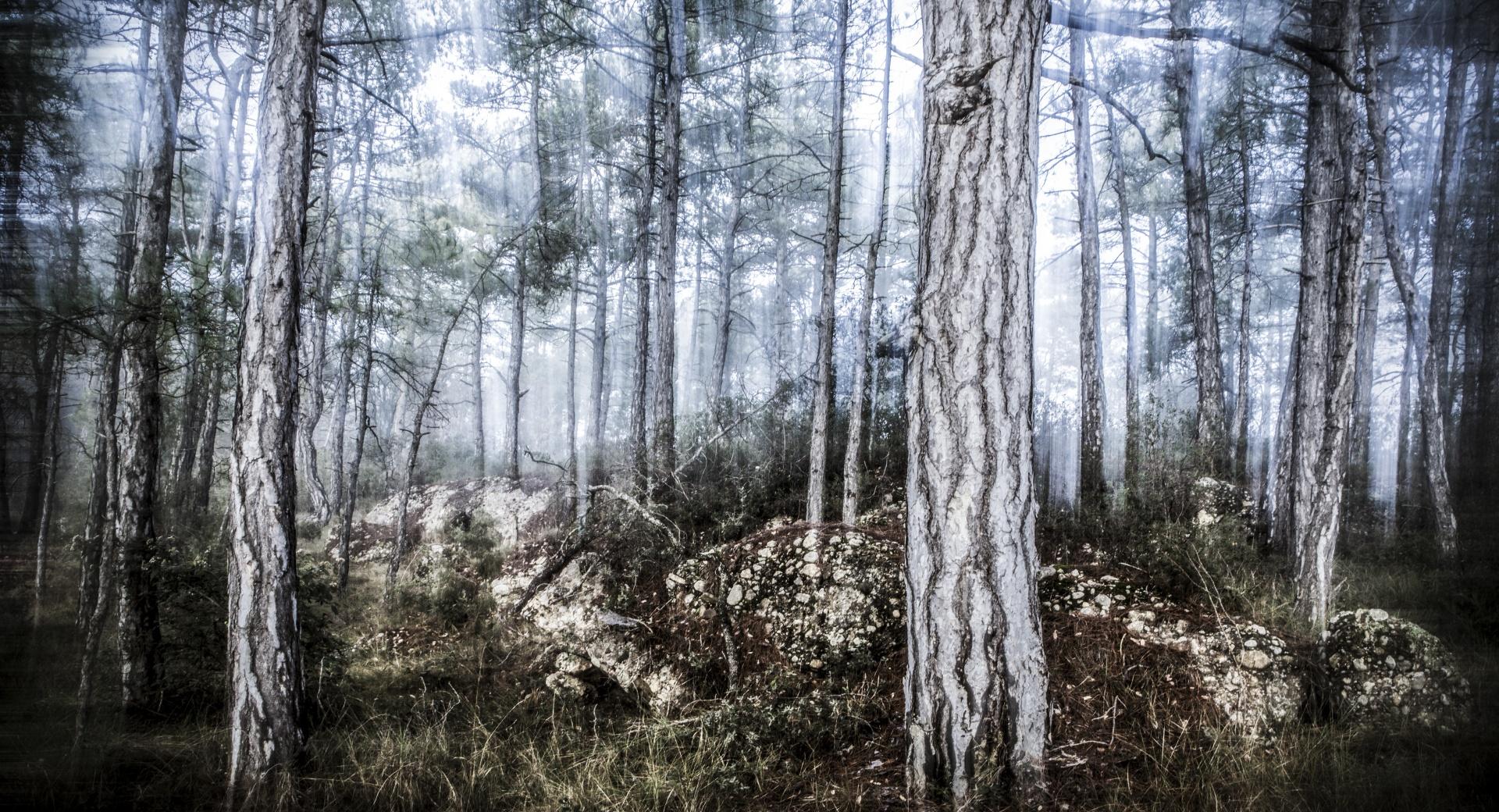 The Misty Forest at 640 x 1136 iPhone 5 size wallpapers HD quality