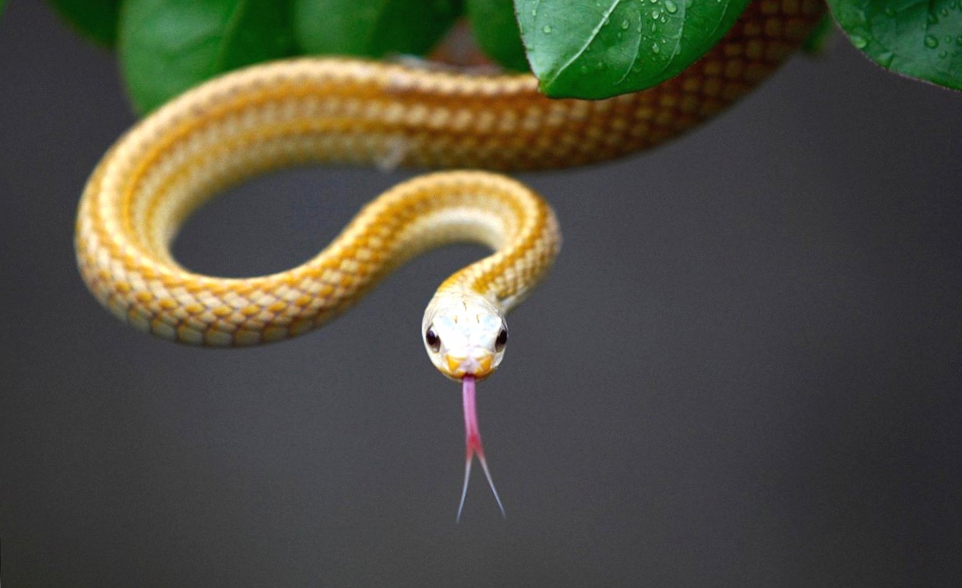 Thin yellow snake at 640 x 960 iPhone 4 size wallpapers HD quality