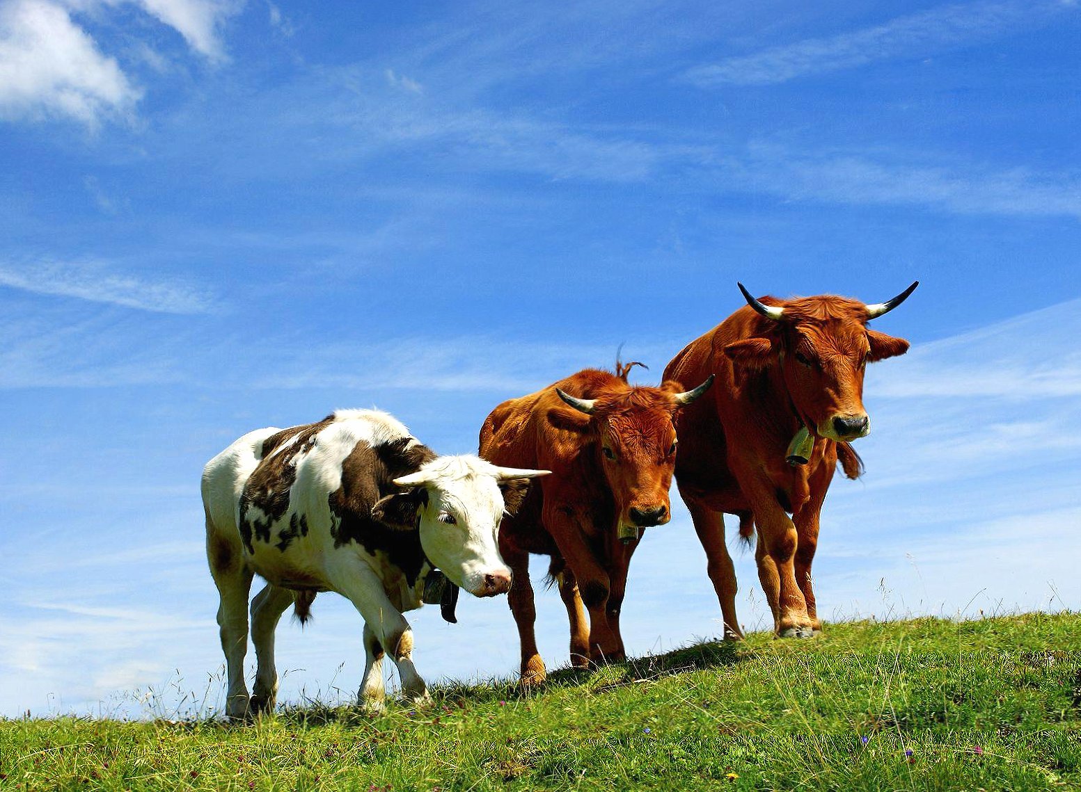 Three cows at 640 x 1136 iPhone 5 size wallpapers HD quality