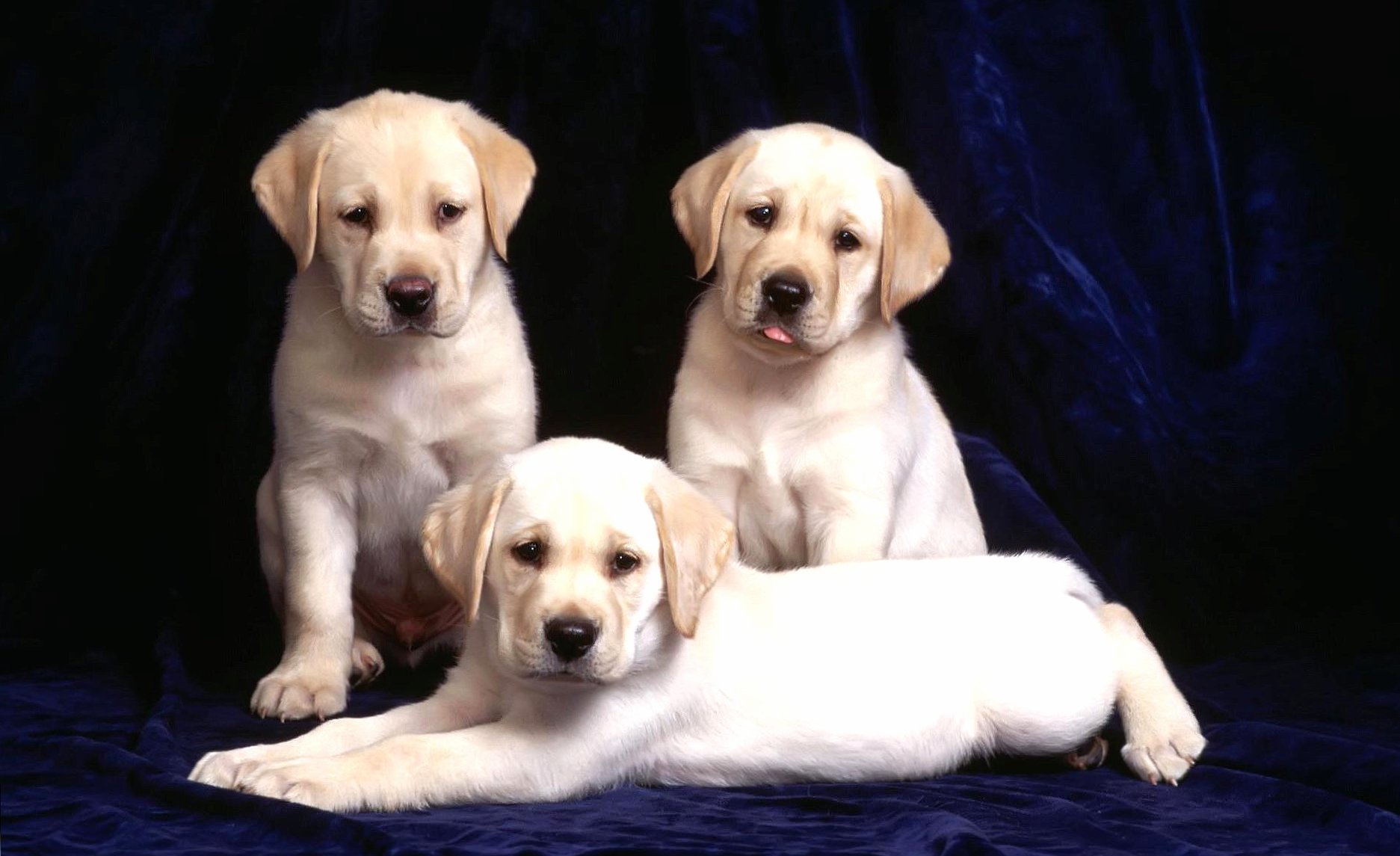 Three puppies of labrador dog at 2048 x 2048 iPad size wallpapers HD quality