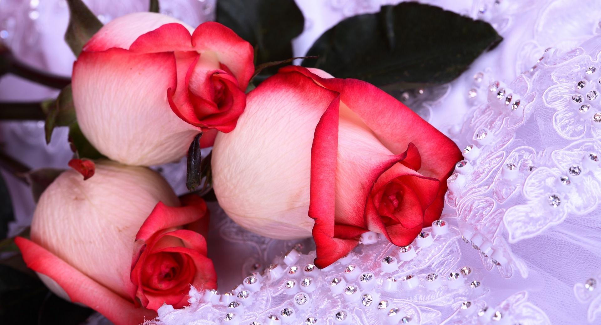 Three Roses at 1152 x 864 size wallpapers HD quality