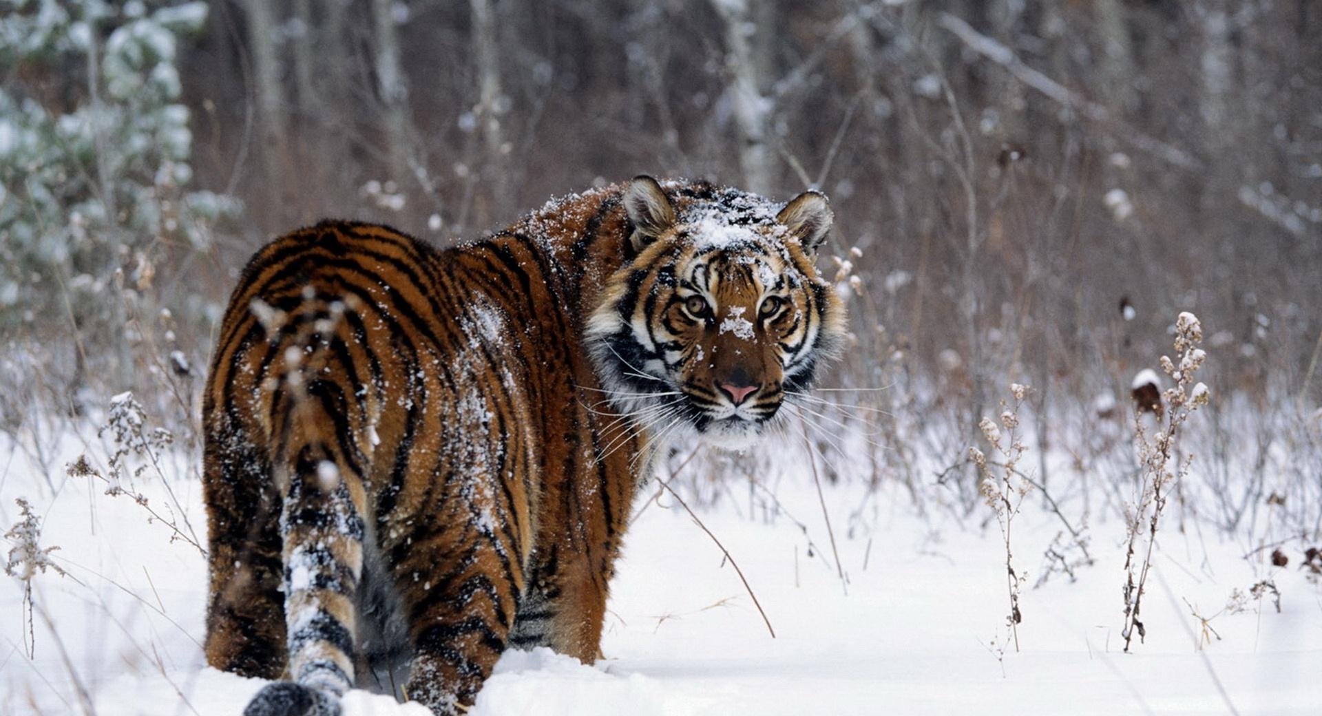 Tiger, Winter at 1280 x 960 size wallpapers HD quality