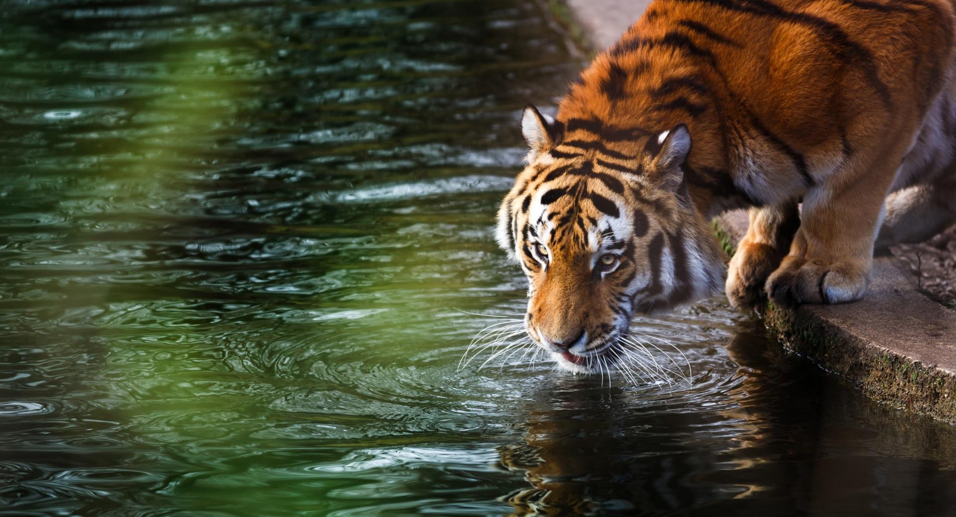 Tiger Drinking at 320 x 480 iPhone size wallpapers HD quality