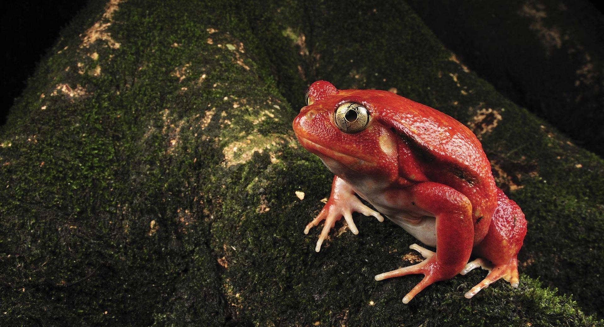 Tomato Frog at 1920 x 1080 HD size wallpapers HD quality