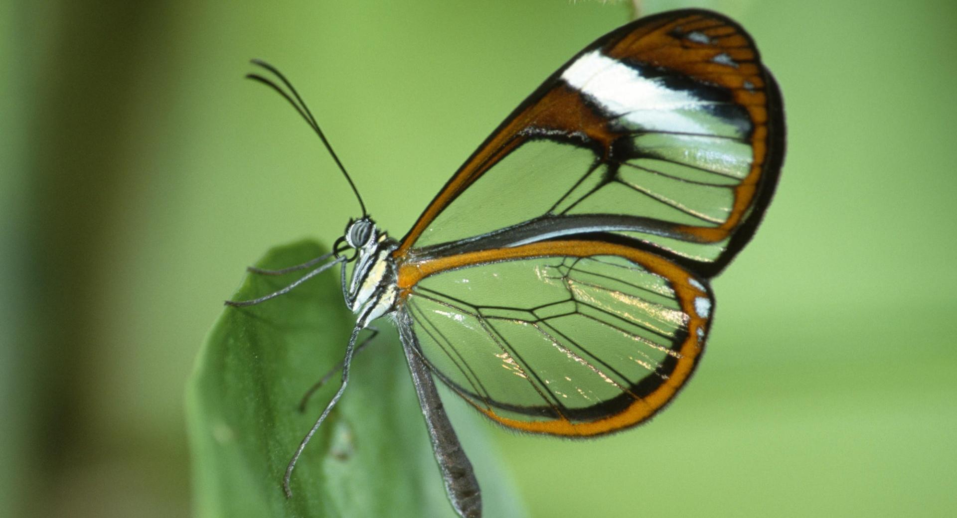Transparent Butterfly Wings at 1024 x 1024 iPad size wallpapers HD quality