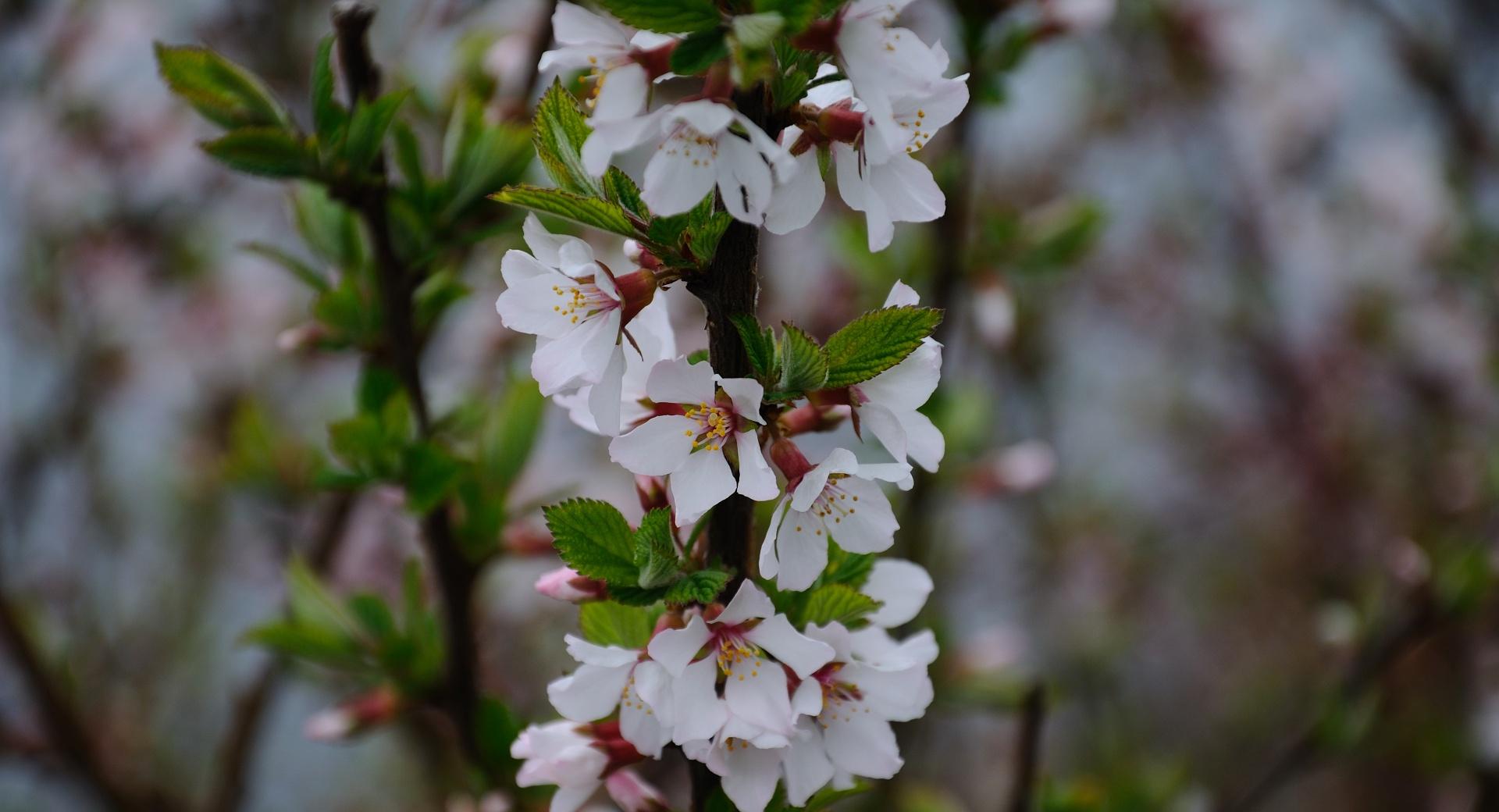 Tree Blossom at 640 x 1136 iPhone 5 size wallpapers HD quality