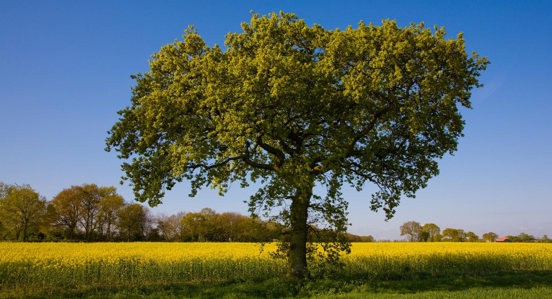 Tree By A Field Of Rape at 750 x 1334 iPhone 6 size wallpapers HD quality
