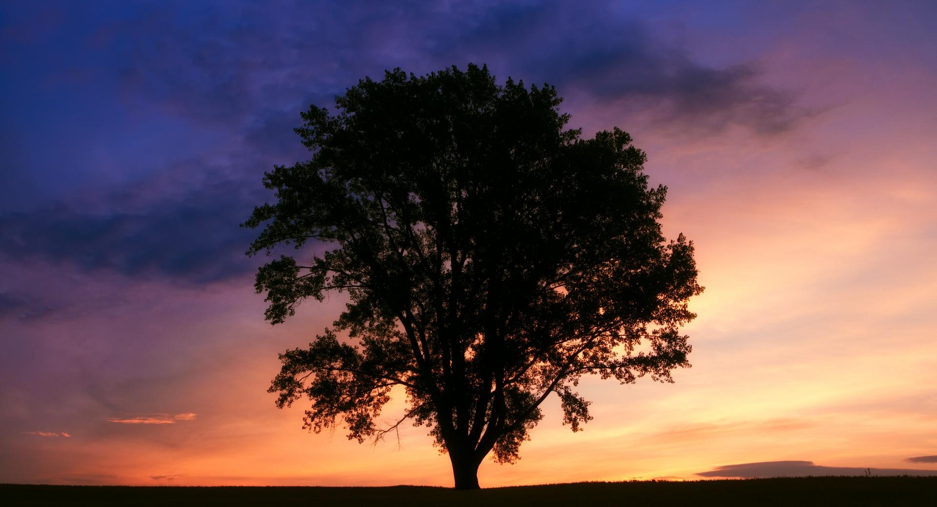 Tree Silhouette Photography at 1024 x 1024 iPad size wallpapers HD quality