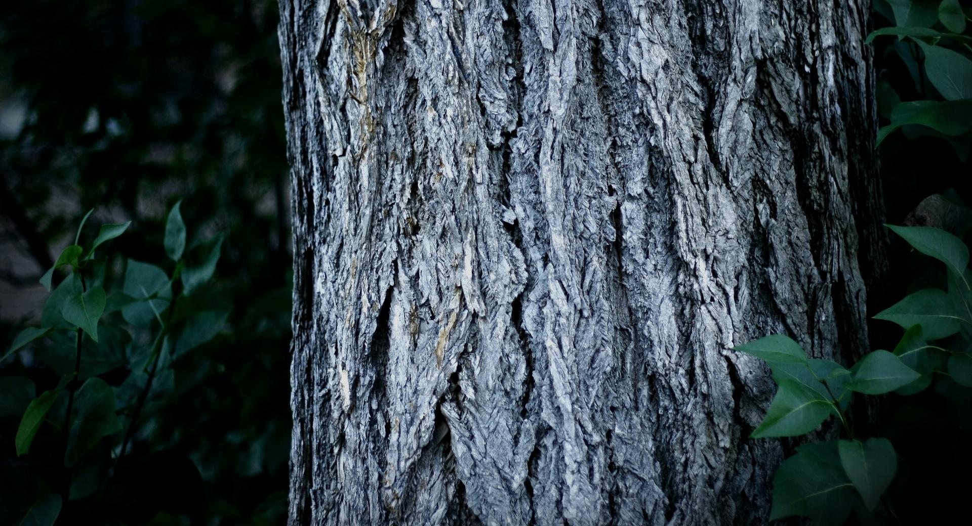 Tree Trunk Close-Up at 750 x 1334 iPhone 6 size wallpapers HD quality