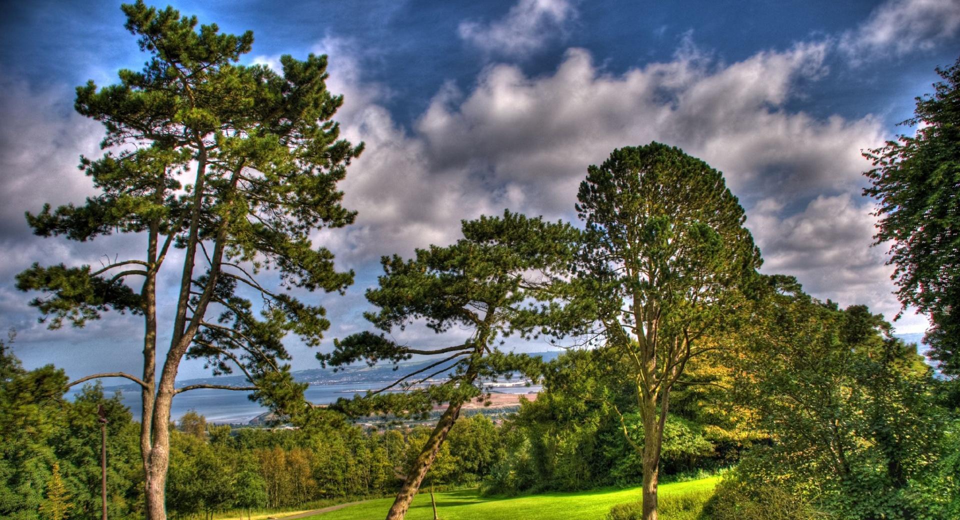 Trees At Summer, HDR at 1152 x 864 size wallpapers HD quality