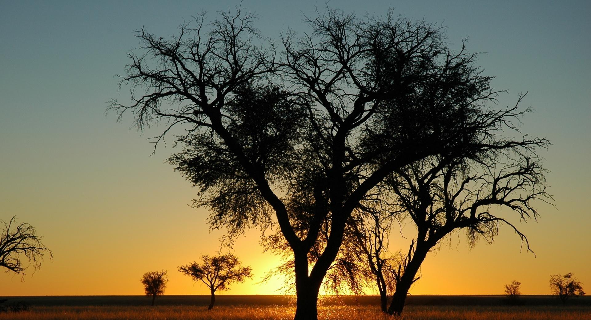 Trees In Open Field, Sunset at 640 x 960 iPhone 4 size wallpapers HD quality