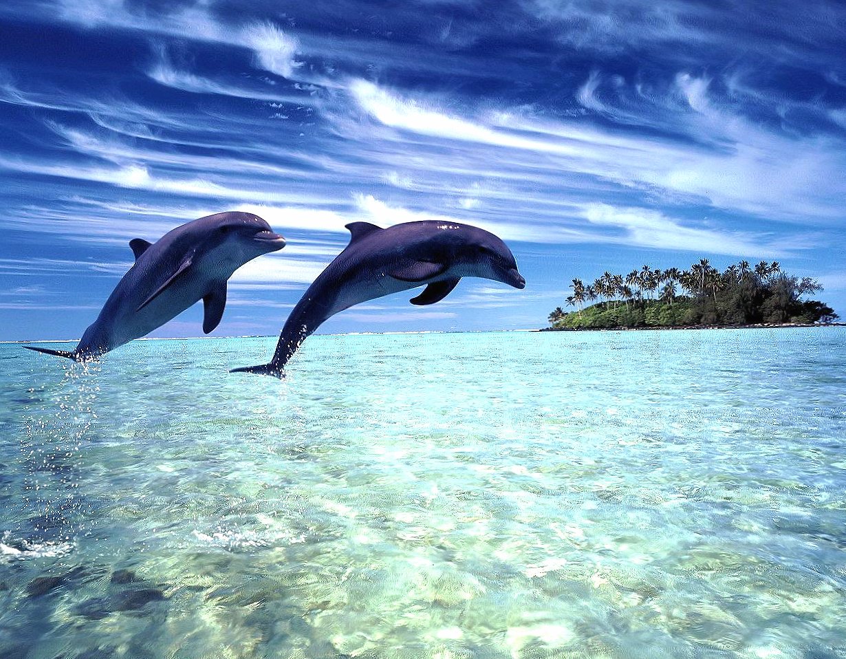 Tropica dolphins at 1152 x 864 size wallpapers HD quality