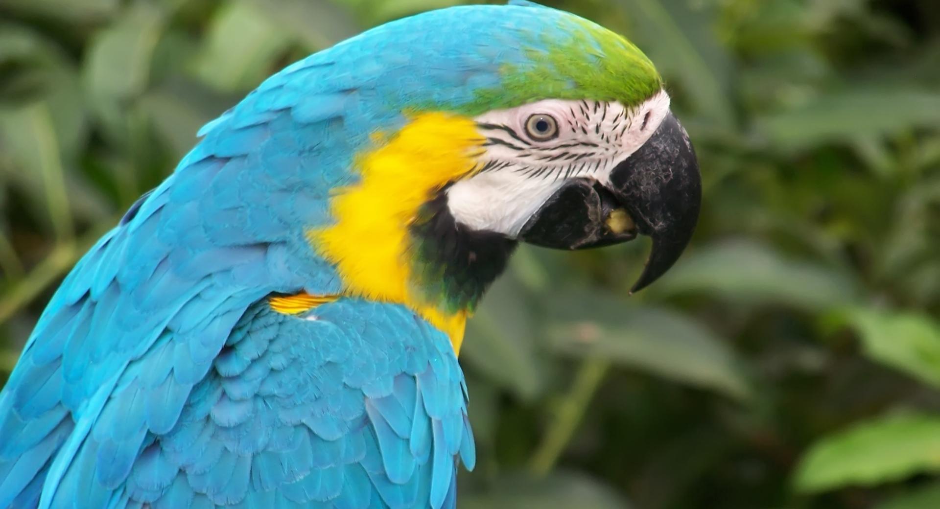 Turquoise Parrot at 1024 x 1024 iPad size wallpapers HD quality