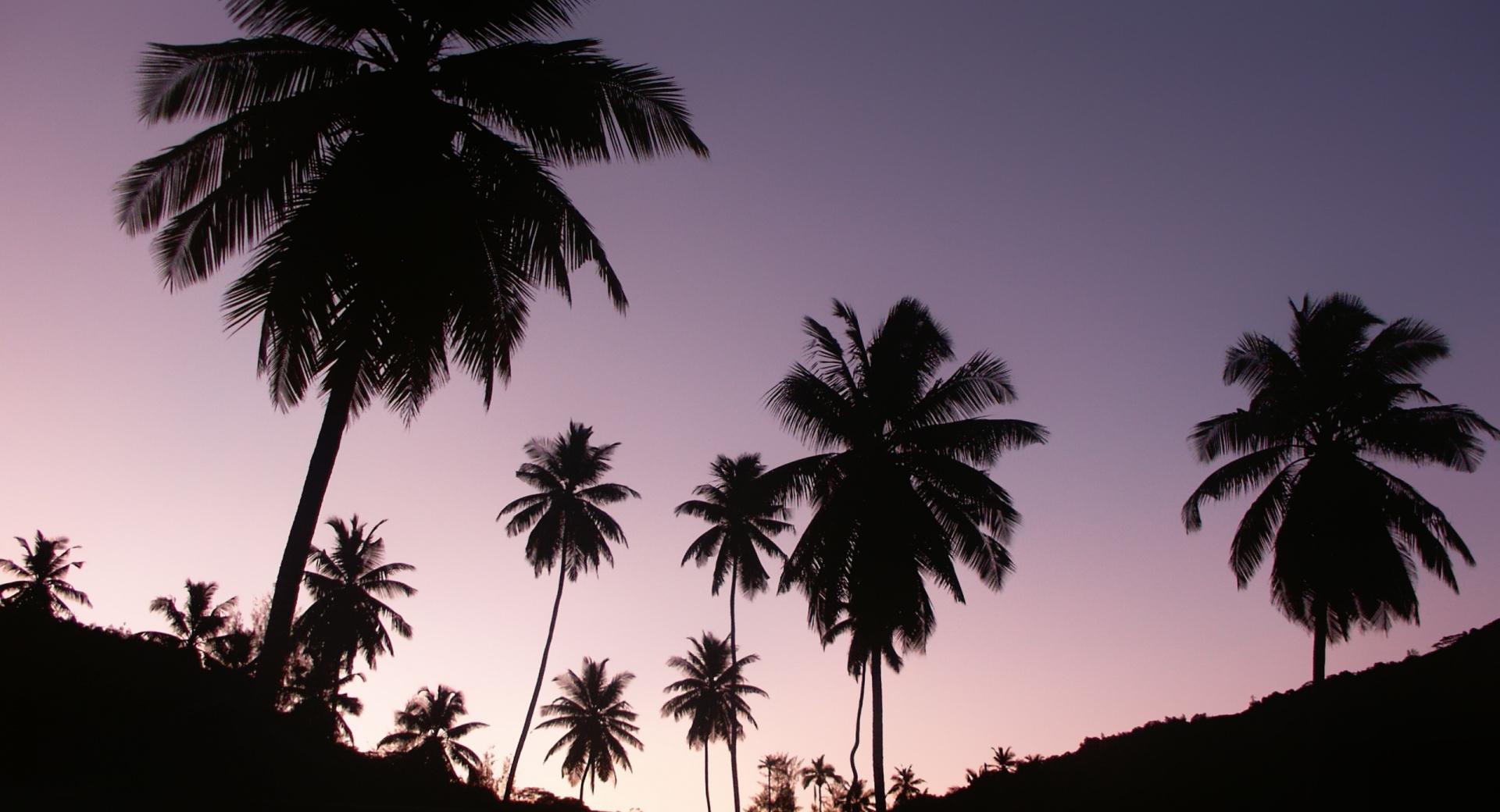 Twilight Palms at 640 x 960 iPhone 4 size wallpapers HD quality